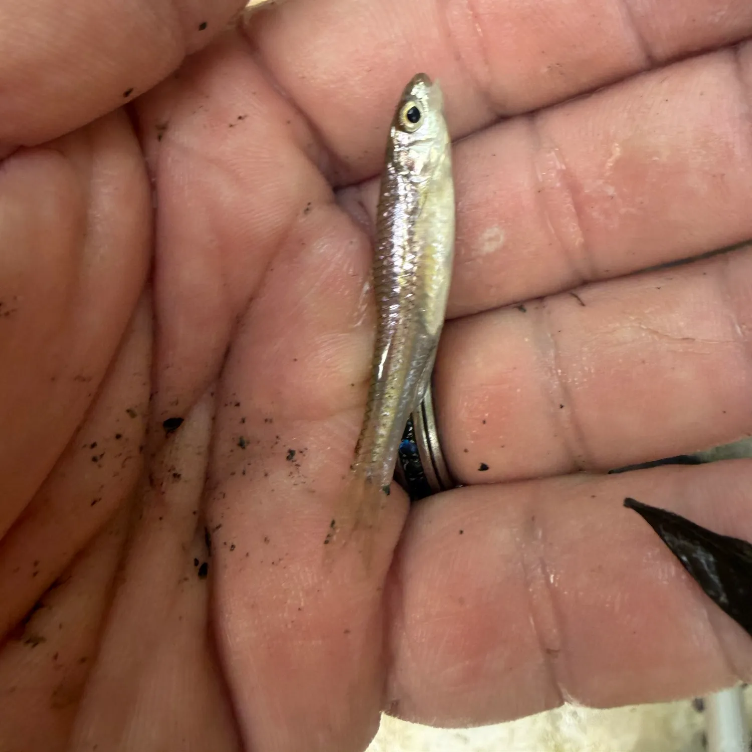 The most recent Texas shiner catches on Fishbrain