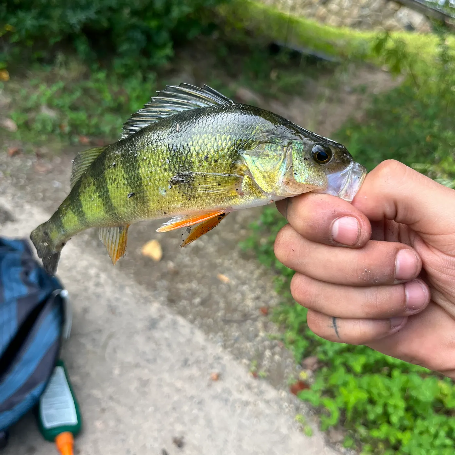 European perch caught on Fishbrain