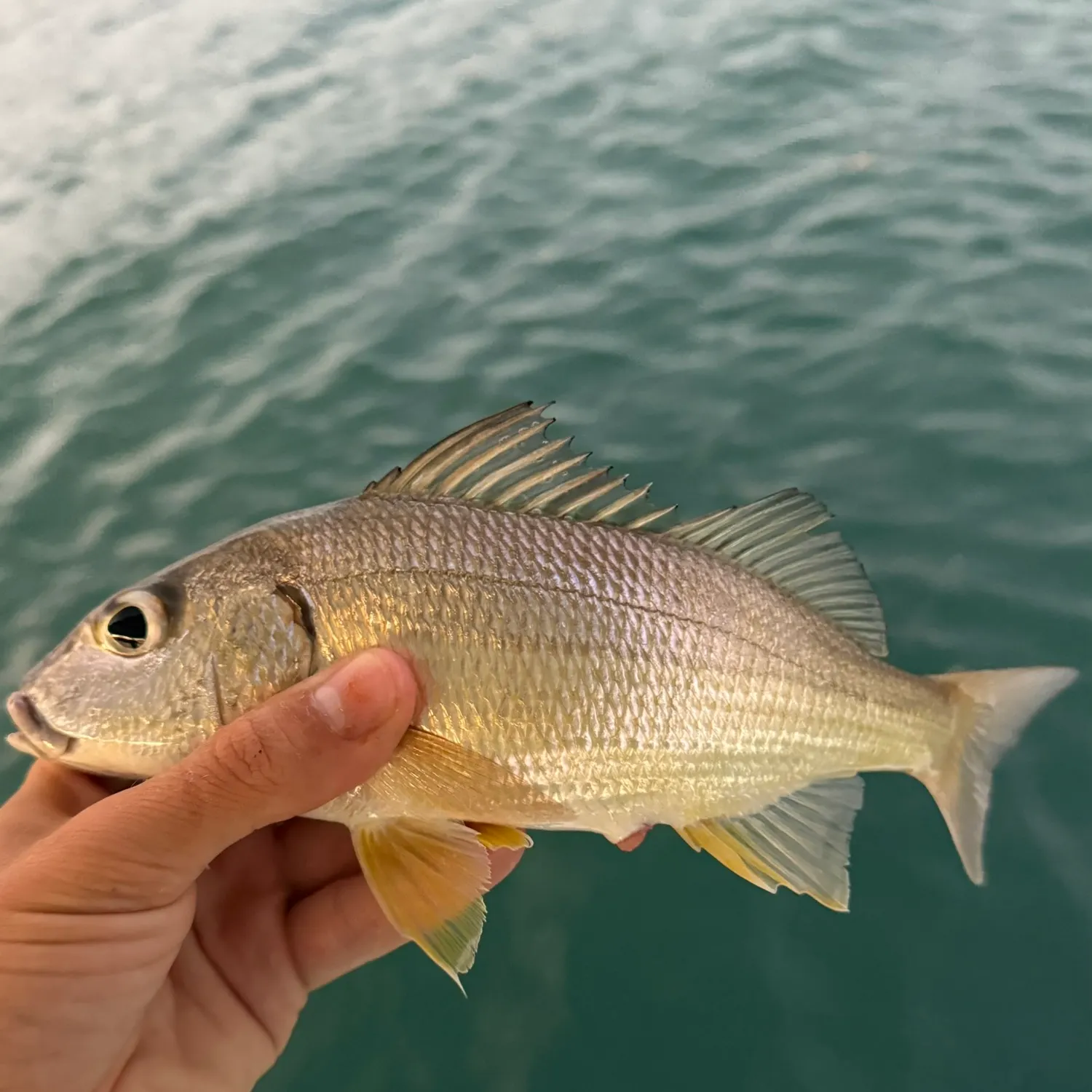 The most recent Yellowstripe grunt catches on Fishbrain