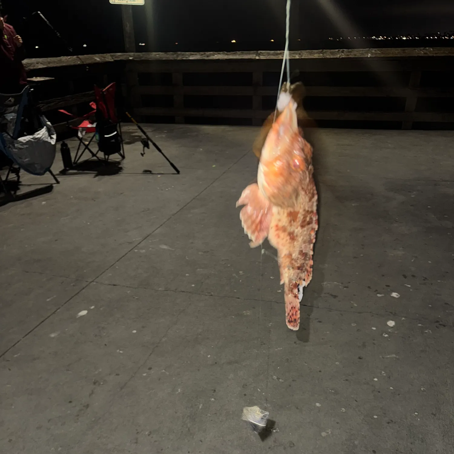 The most recent California scorpionfish catches on Fishbrain