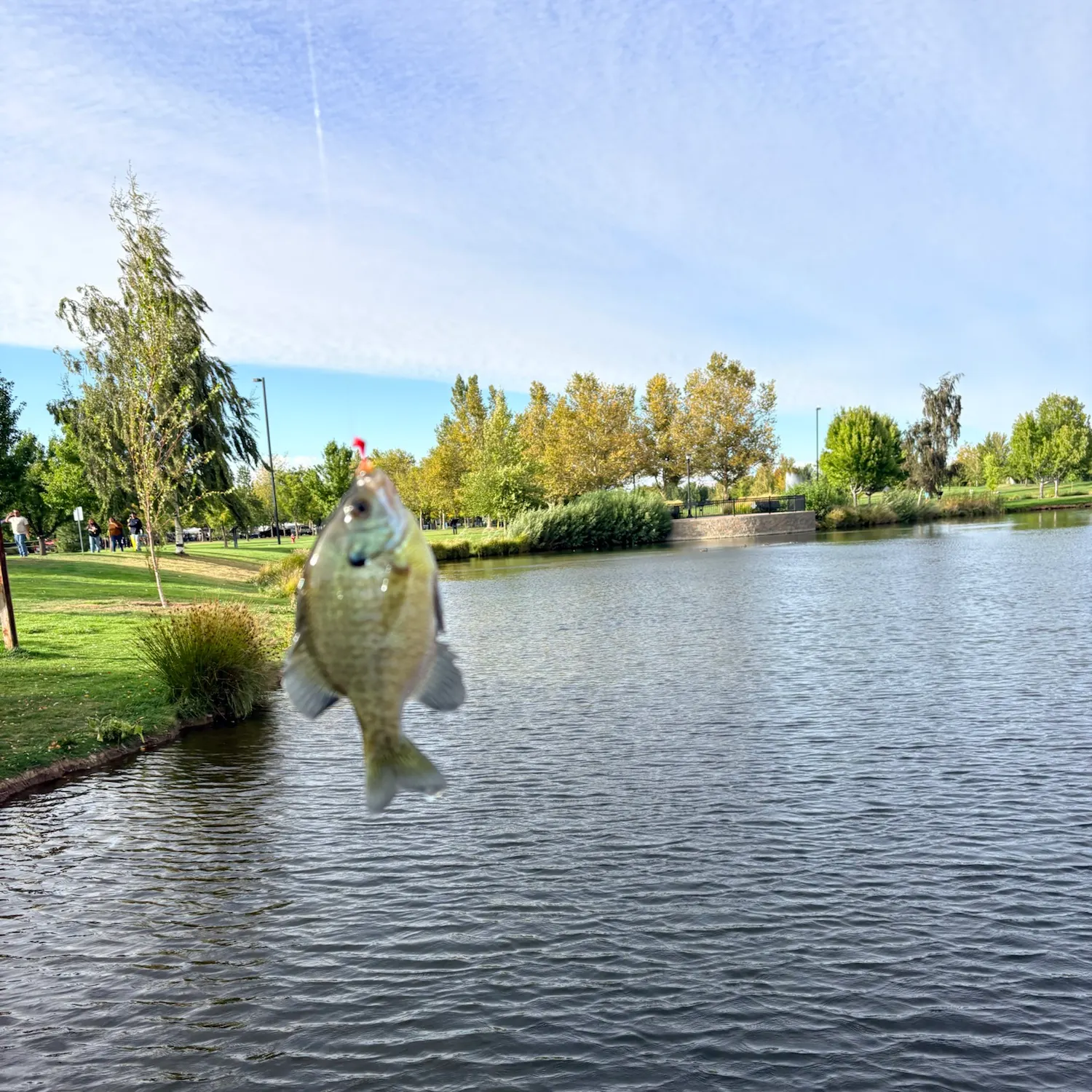 Bluegill caught on Fishbrain