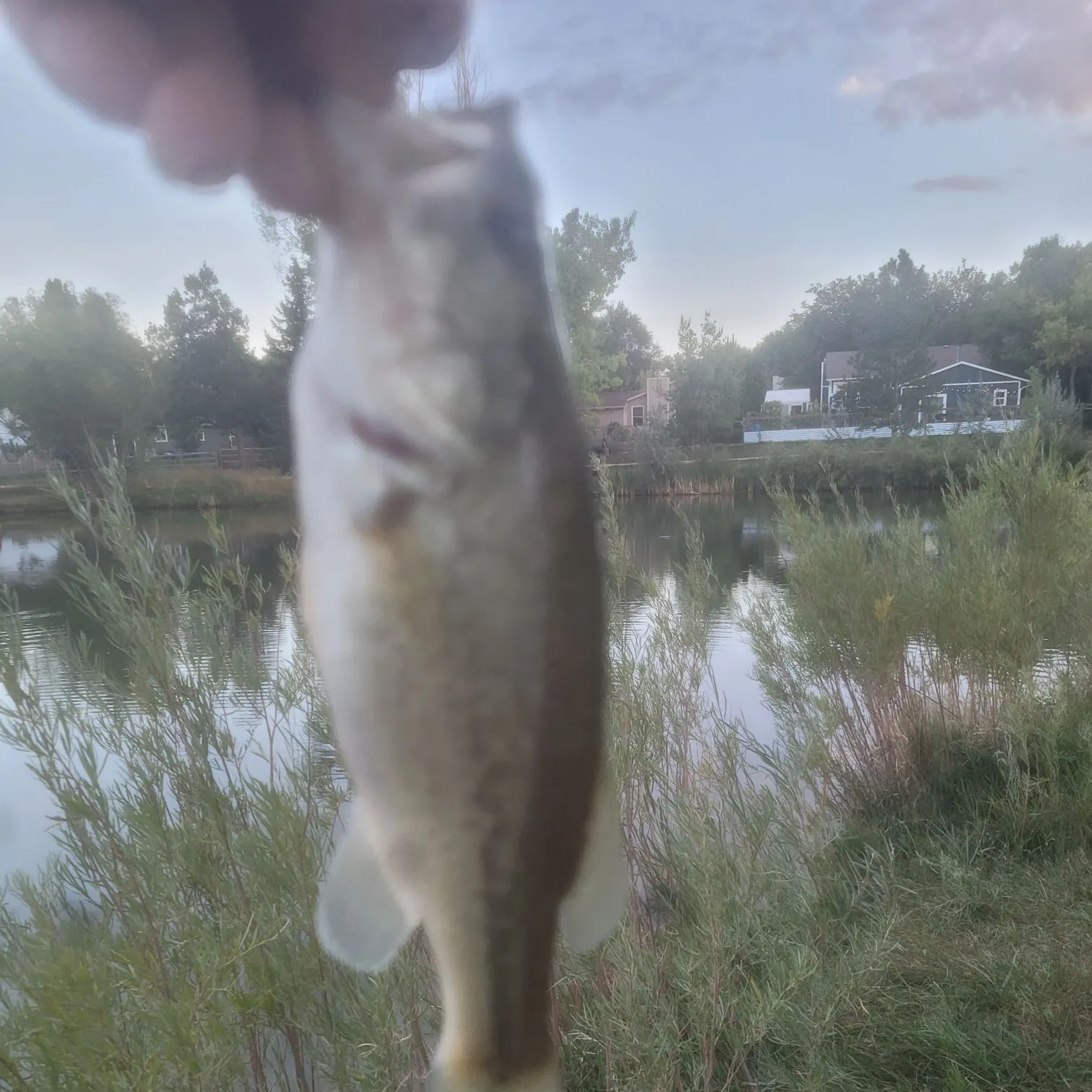 Black crappie caught on Fishbrain