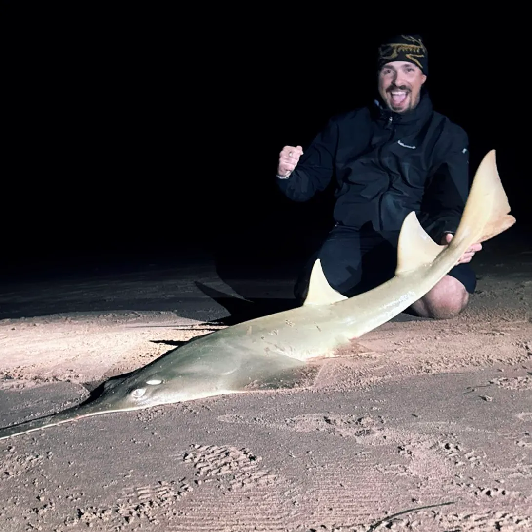 The most recent Largetooth sawfish catches on Fishbrain