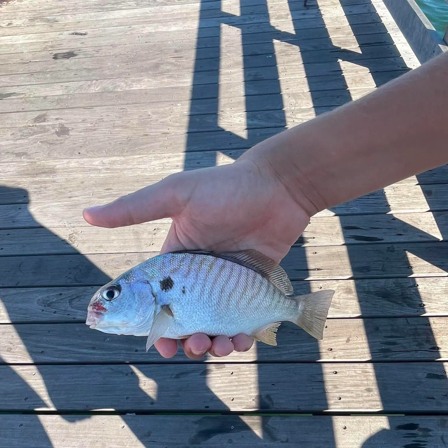 Spot croaker caught on Fishbrain
