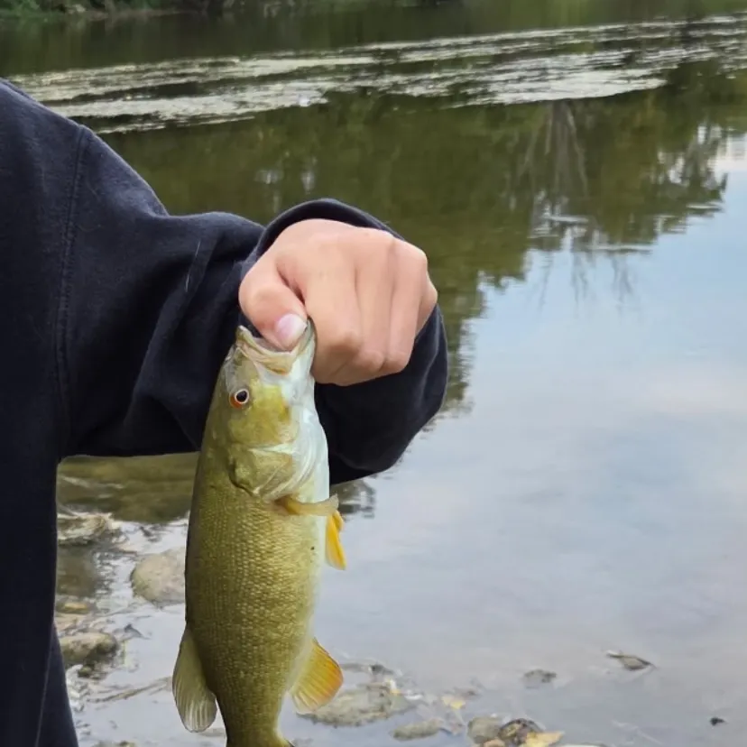 Smallmouth bass caught on Fishbrain