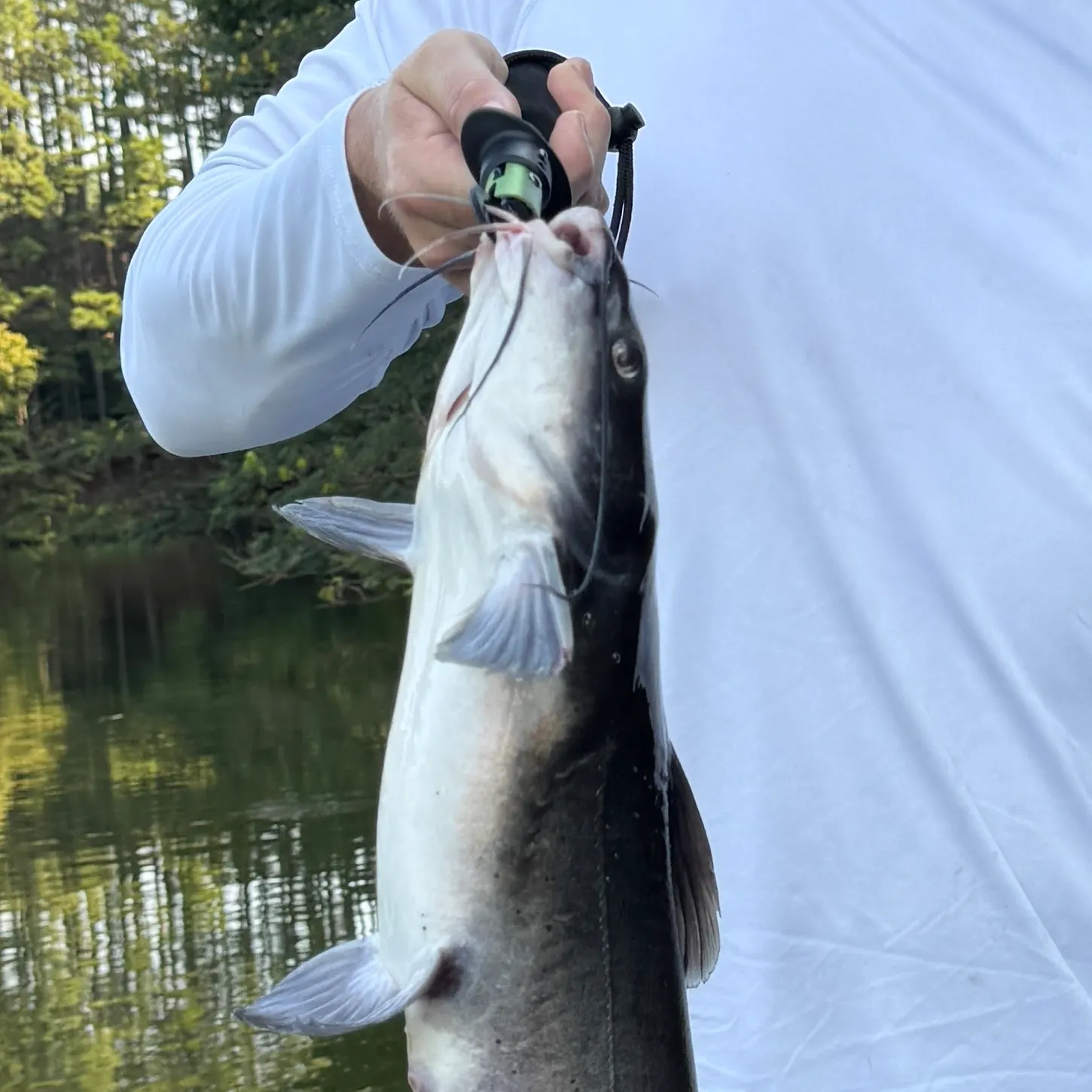 Channel catfish caught on Fishbrain