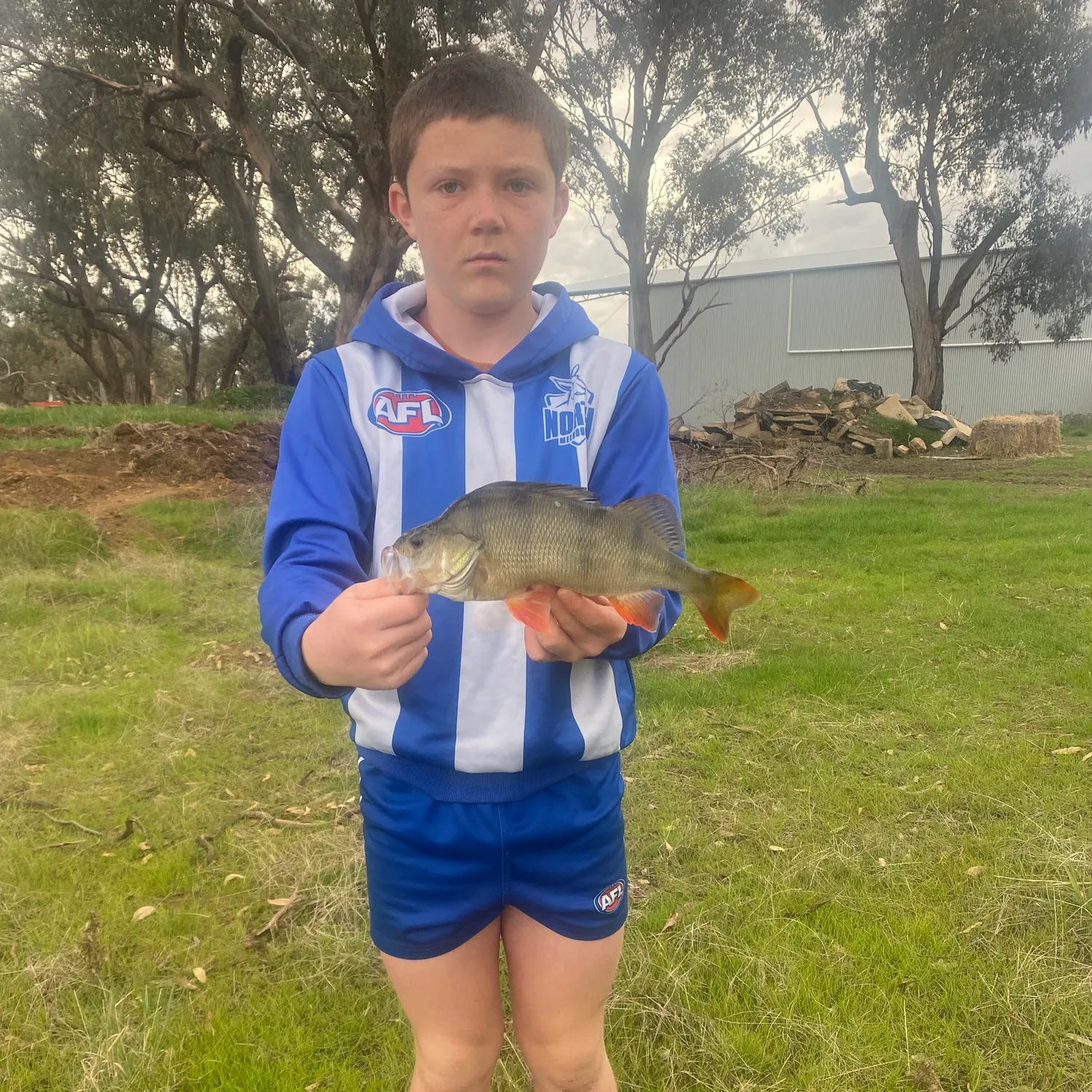 European perch caught on Fishbrain