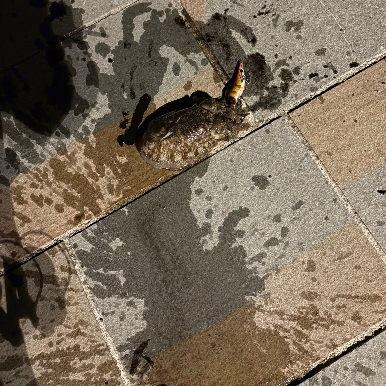The most recent Common cuttlefish catches on Fishbrain