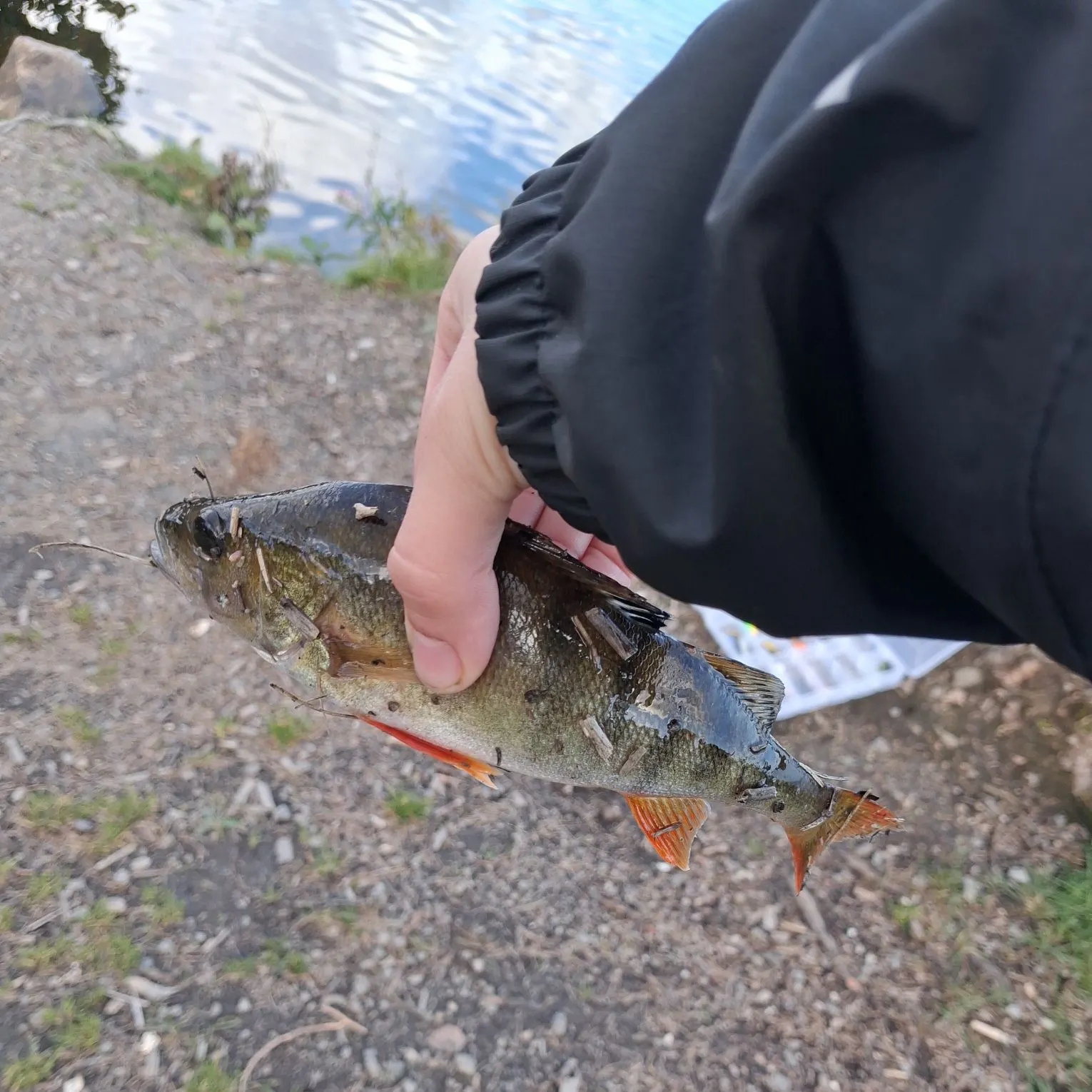 European perch caught on Fishbrain