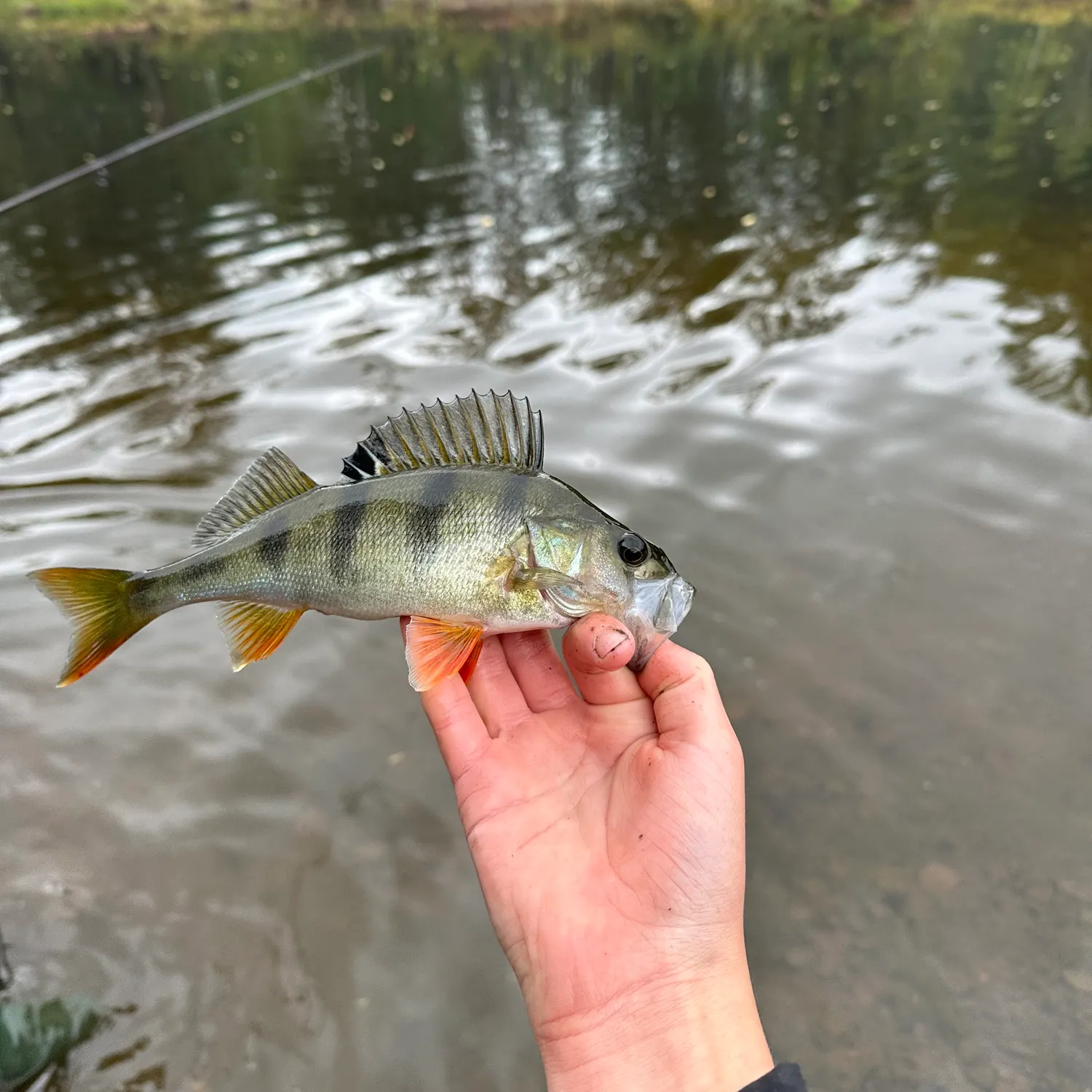 European perch caught on Fishbrain