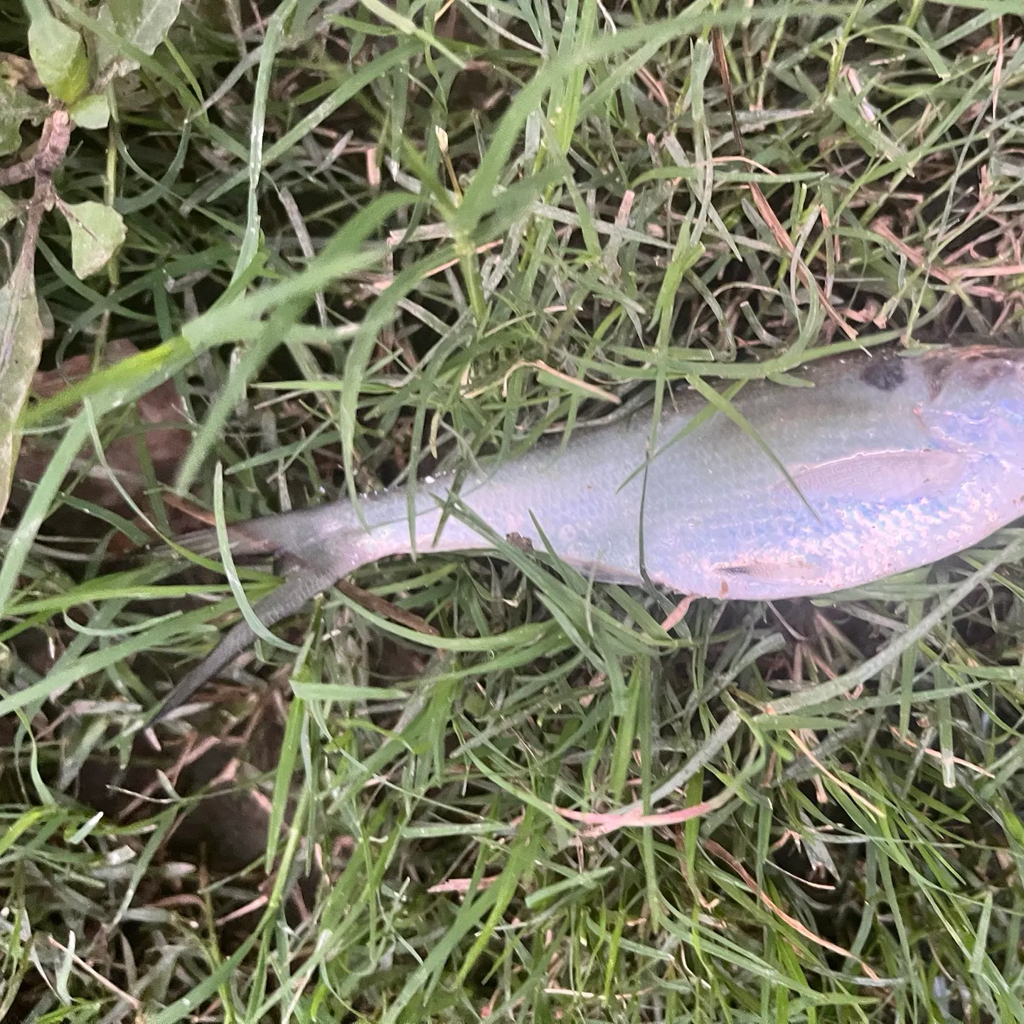 American gizzard shad caught on Fishbrain