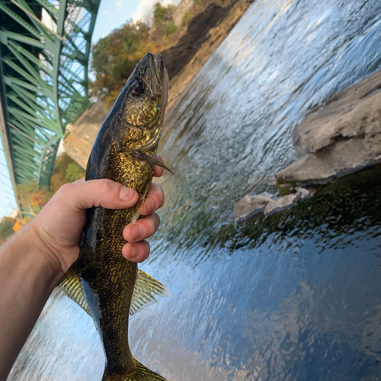 Walleye caught on Fishbrain