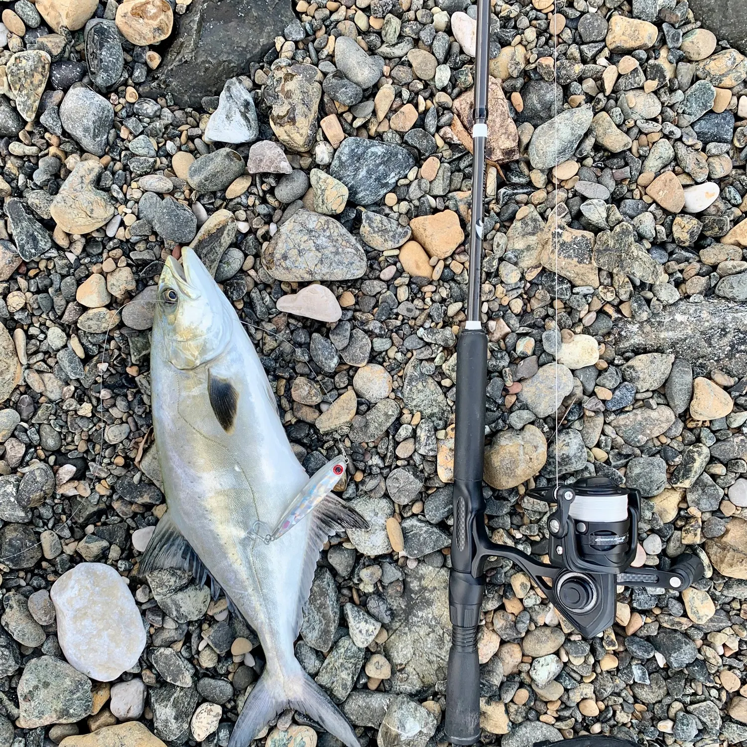 The most recent Leerfish catches on Fishbrain