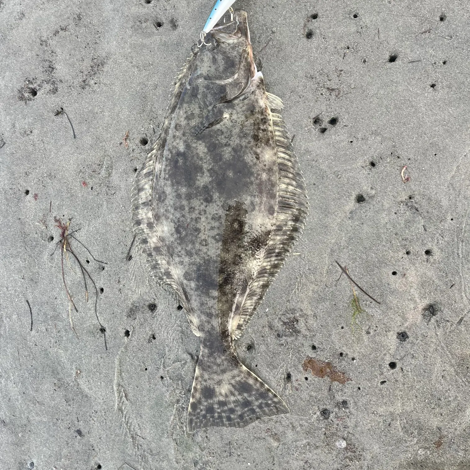 The most recent Shortfin corvina catches on Fishbrain