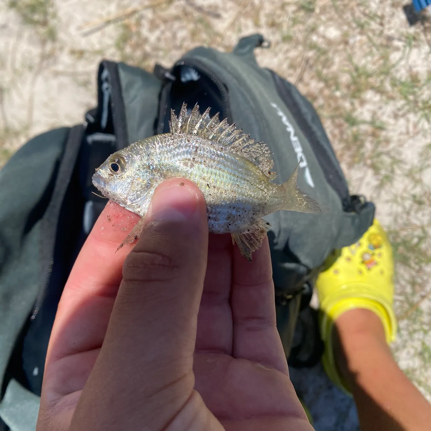 The most recent Great white shark catches on Fishbrain