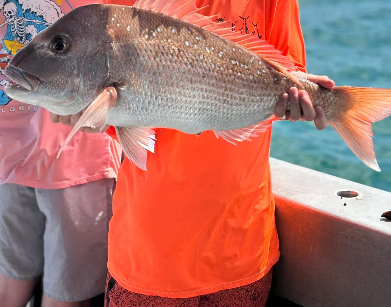 Australasian snapper