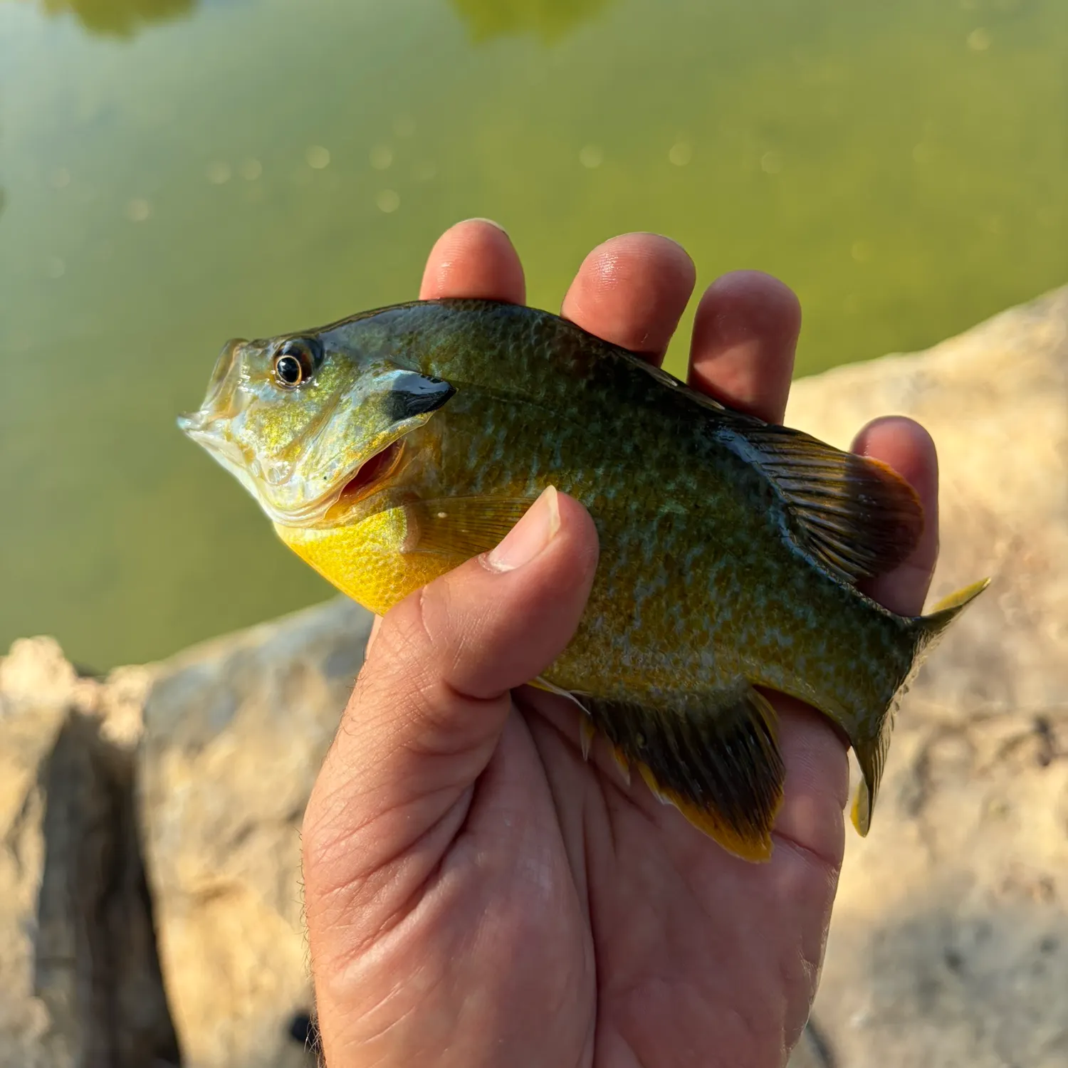 Greengill hybrid caught on Fishbrain
