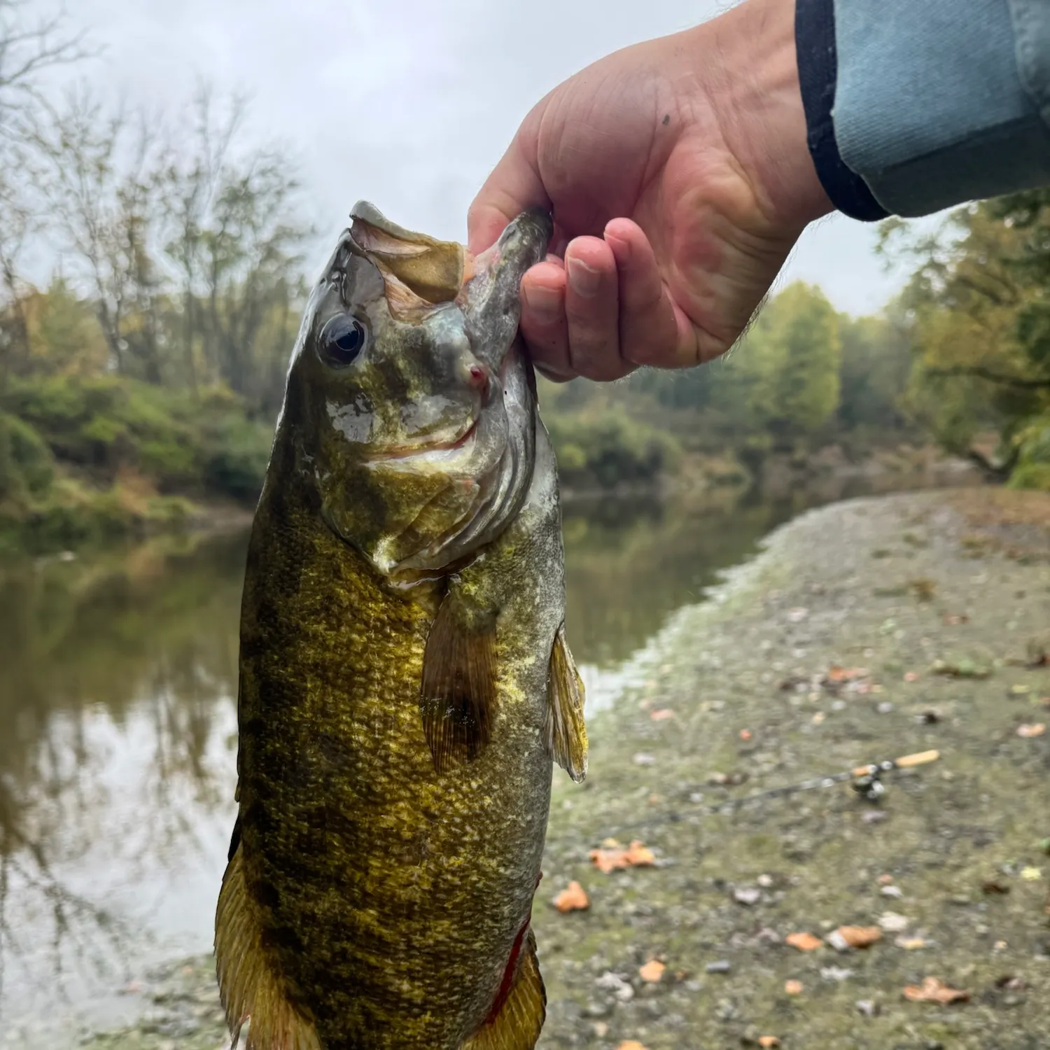 Smallmouth bass caught on Fishbrain
