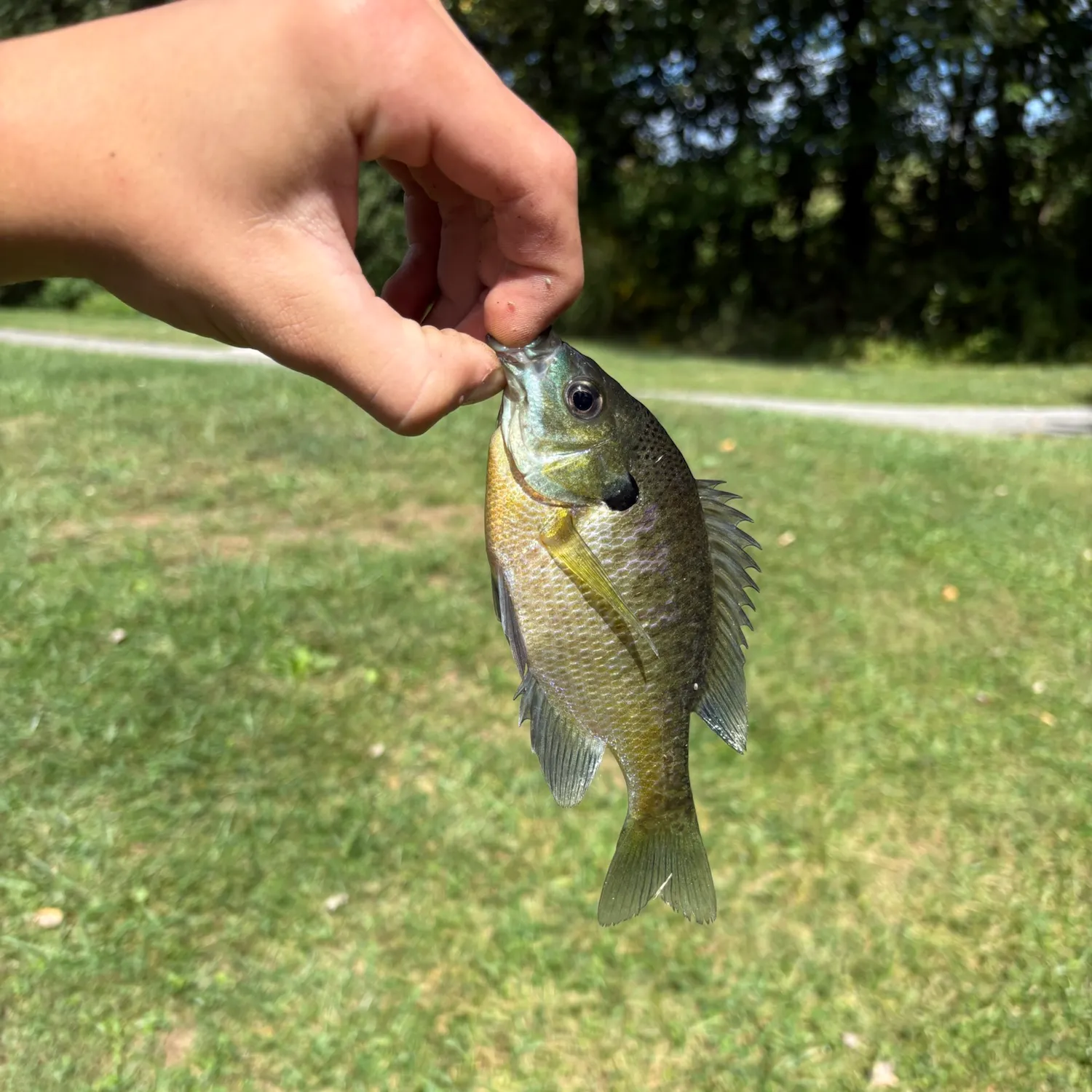 Bluegill caught on Fishbrain