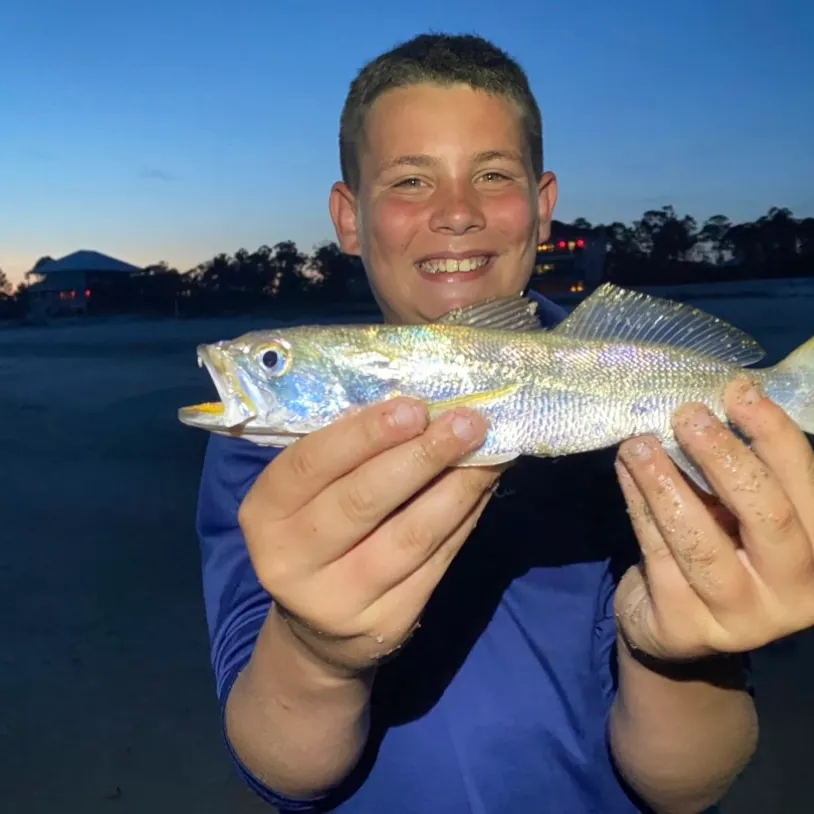 The most recent Sand seatrout catches on Fishbrain