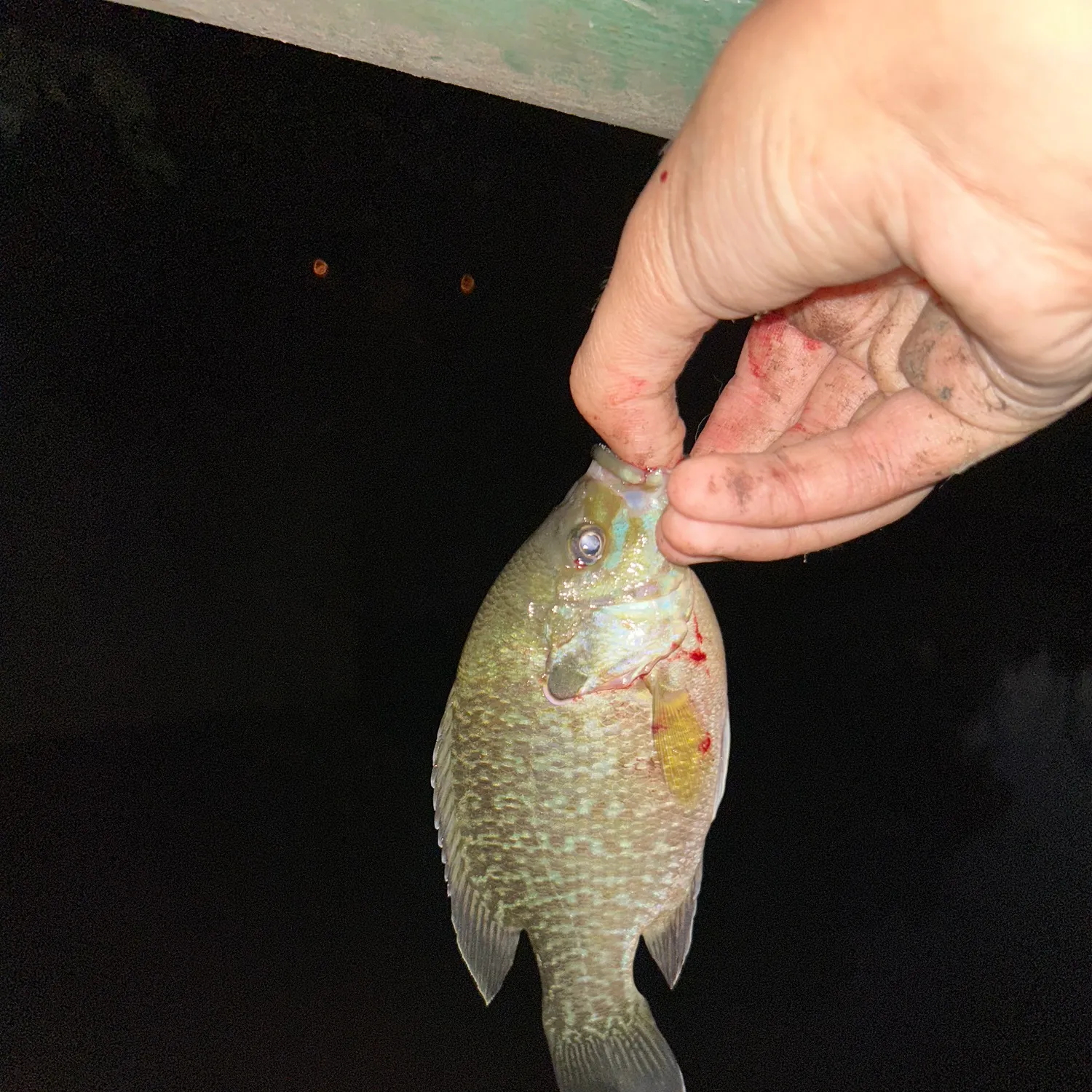 Greengill hybrid caught on Fishbrain