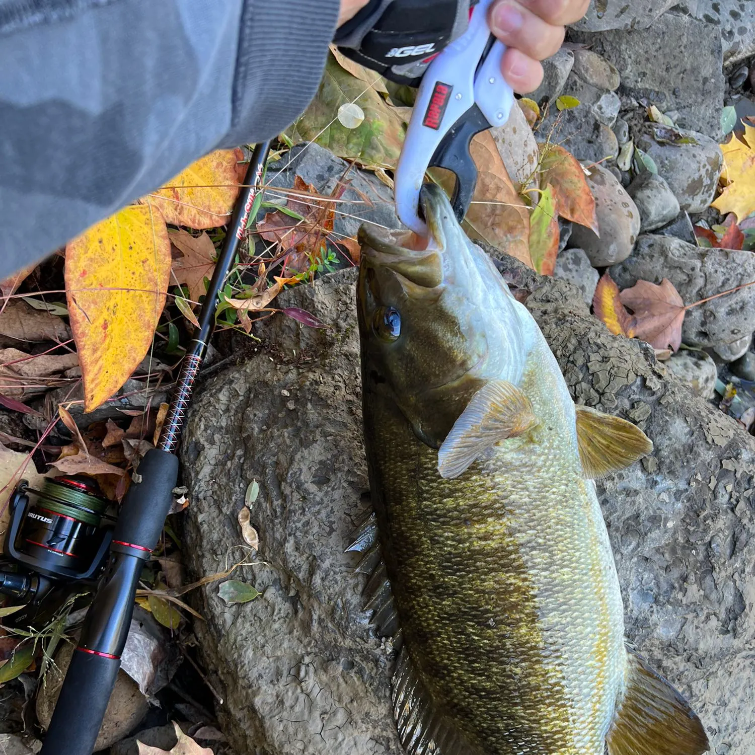 angler catch