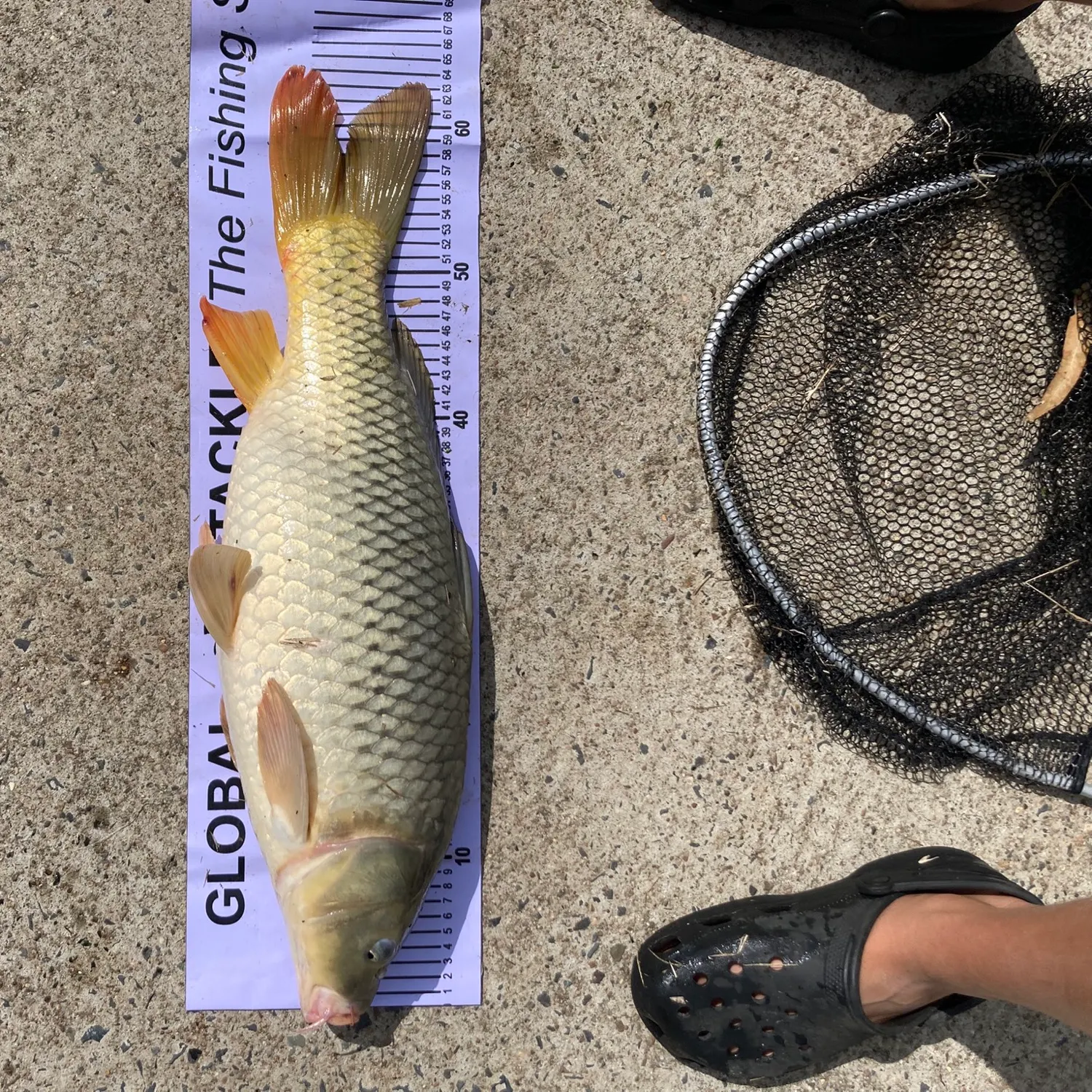 Common carp caught on Fishbrain