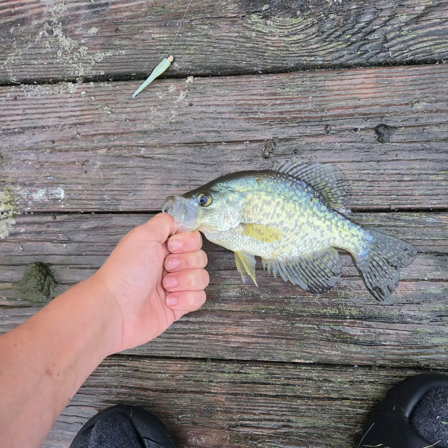 Black crappie caught on Fishbrain