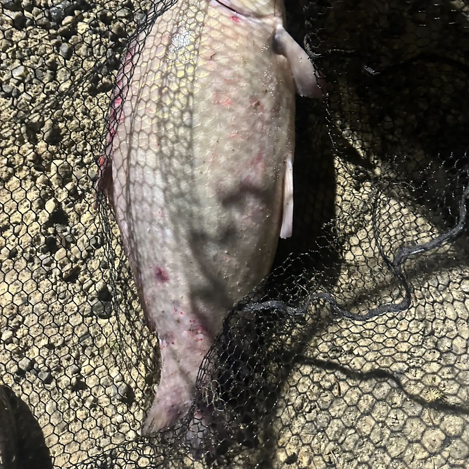 The most recent Smallmouth x black buffalo catches on Fishbrain