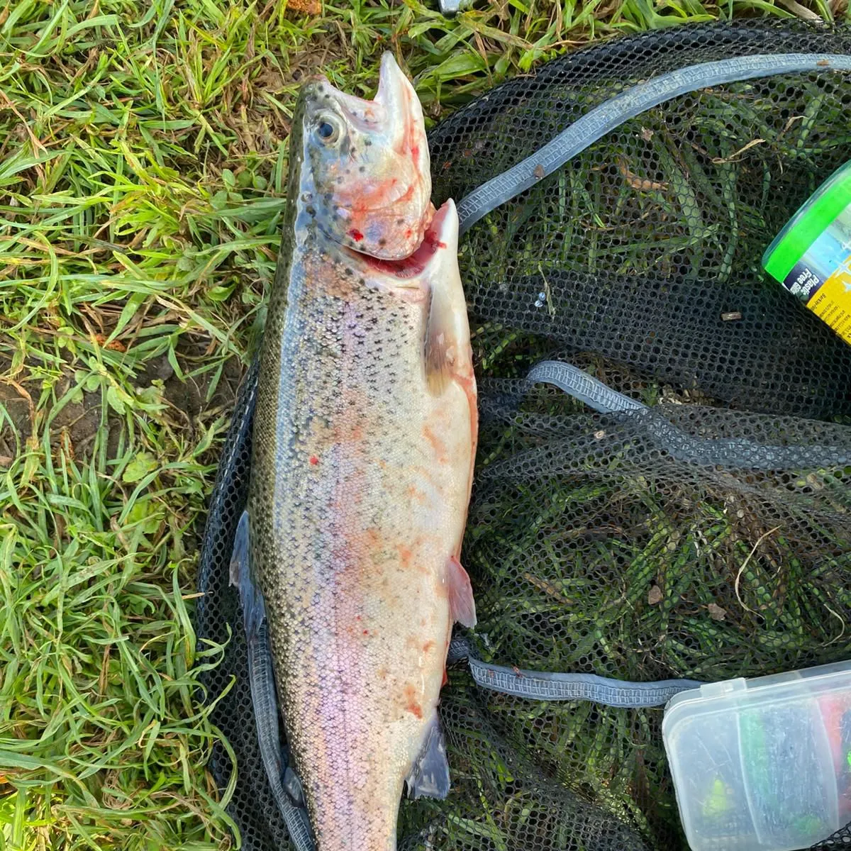 Rainbow trout caught on Fishbrain