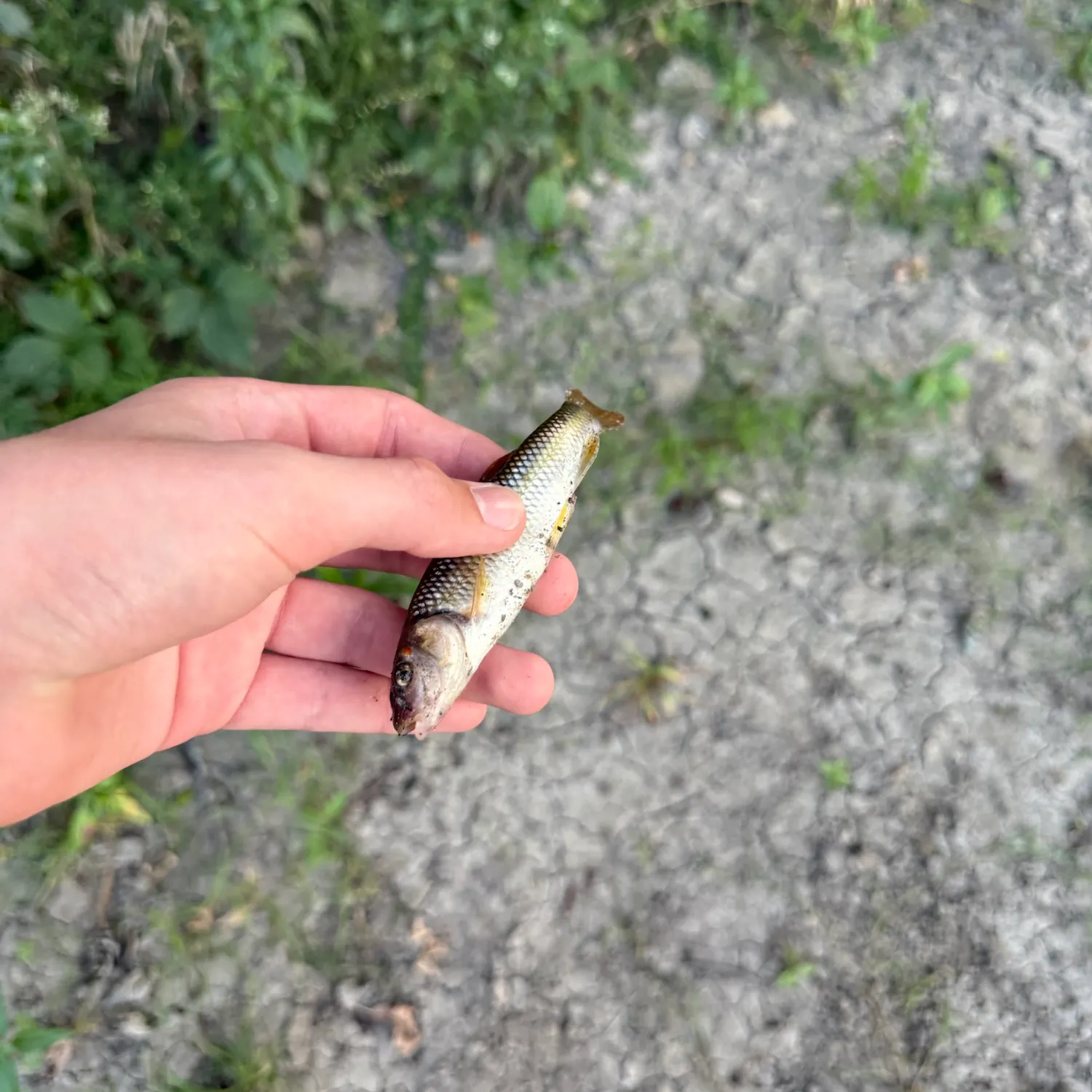 Hornyhead chub caught on Fishbrain