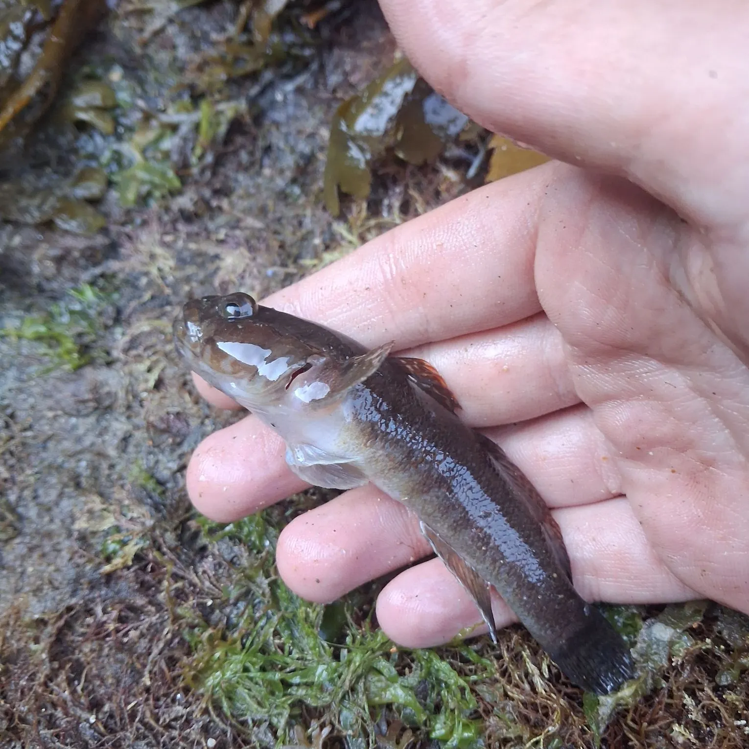 Black goby caught on Fishbrain