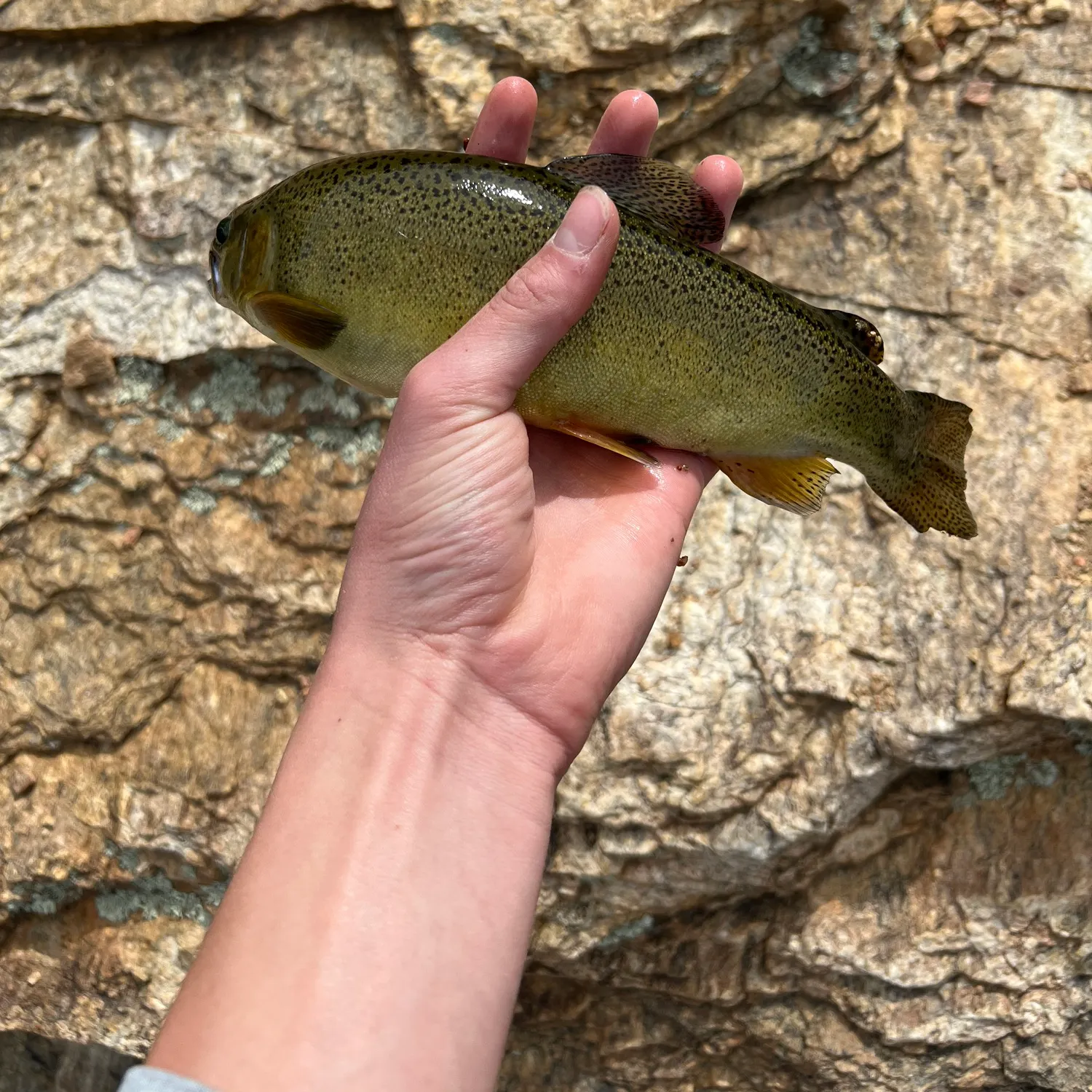 The most recent Gila trout catches on Fishbrain
