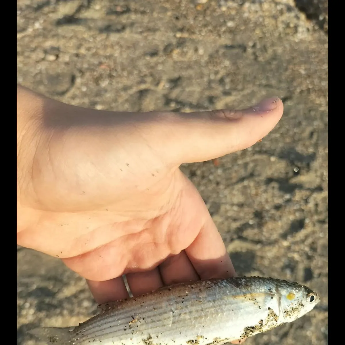 Thicklip grey mullet caught on Fishbrain