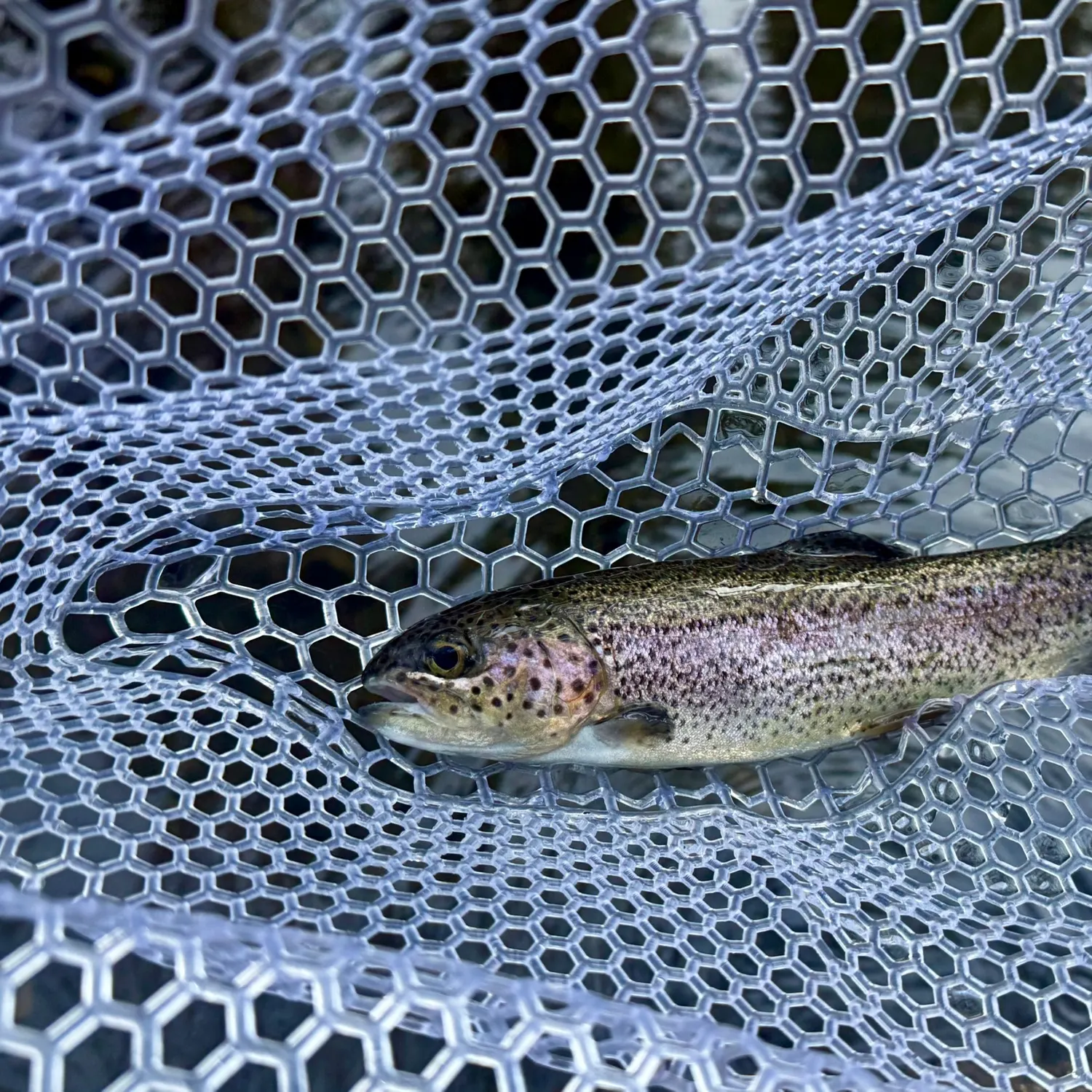 Rainbow trout caught on Fishbrain