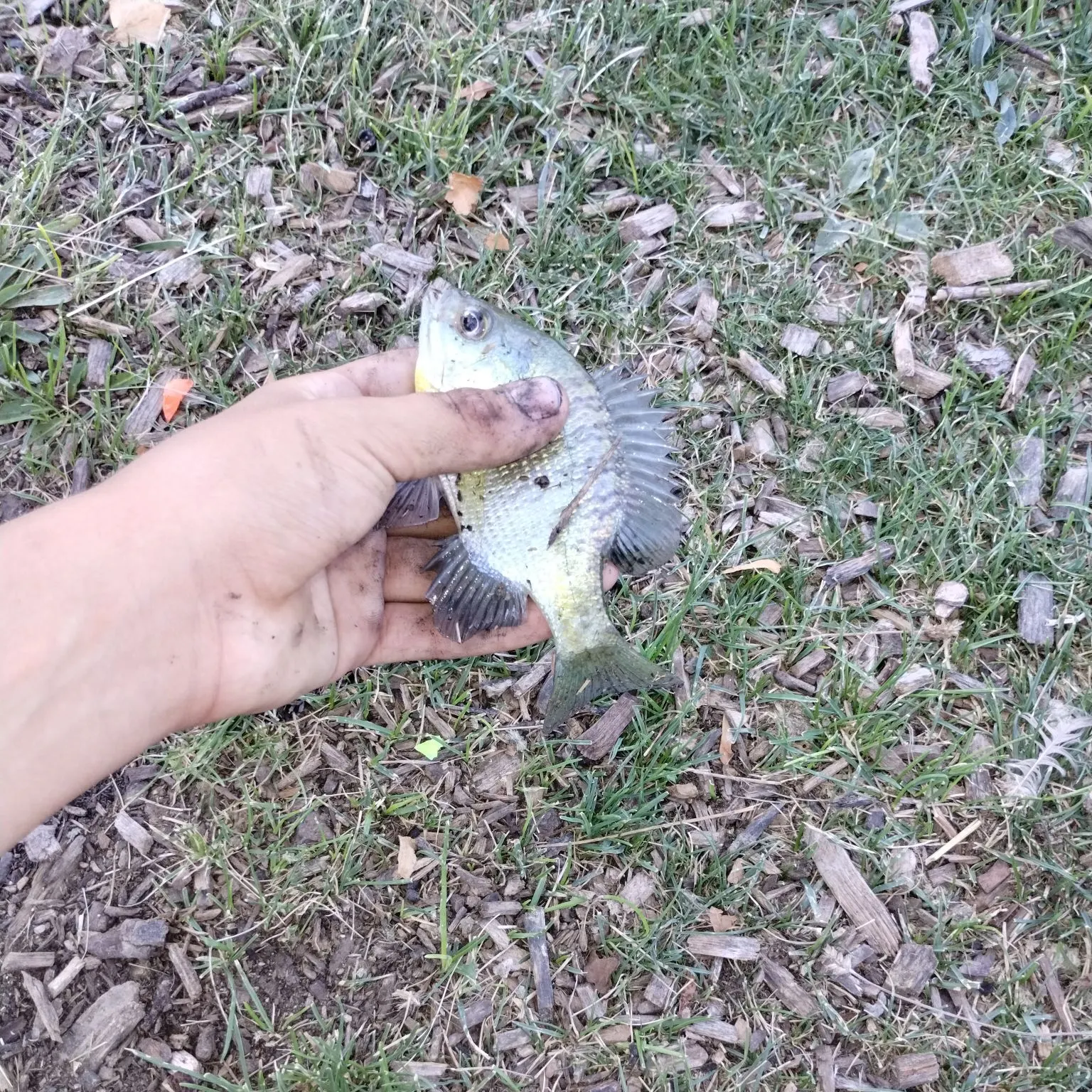 Bluegill caught on Fishbrain