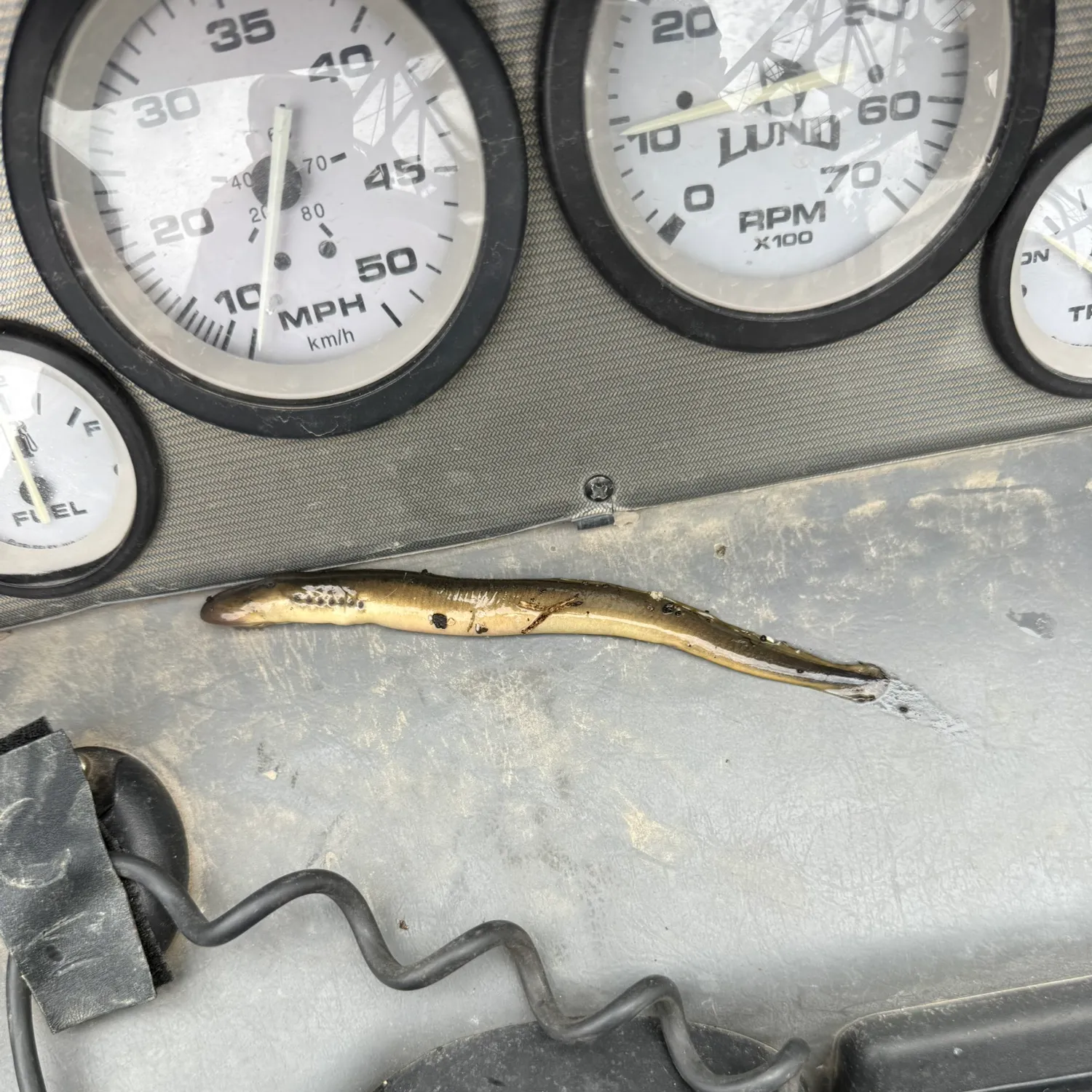 The most recent Chestnut lamprey catches on Fishbrain