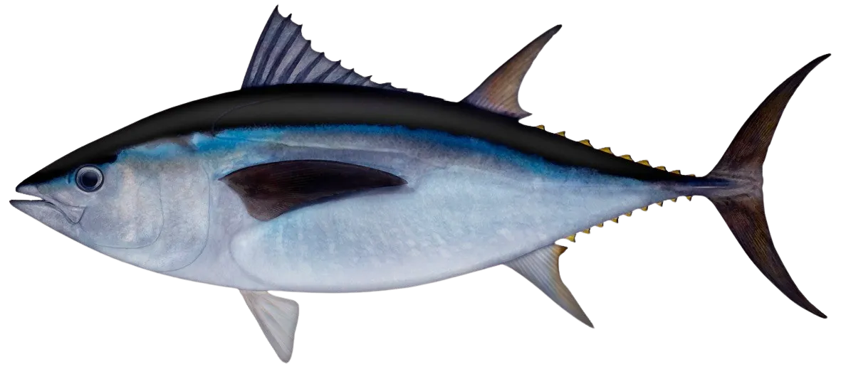 Southern bluefin tuna