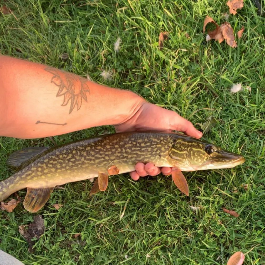 Northern pike caught on Fishbrain