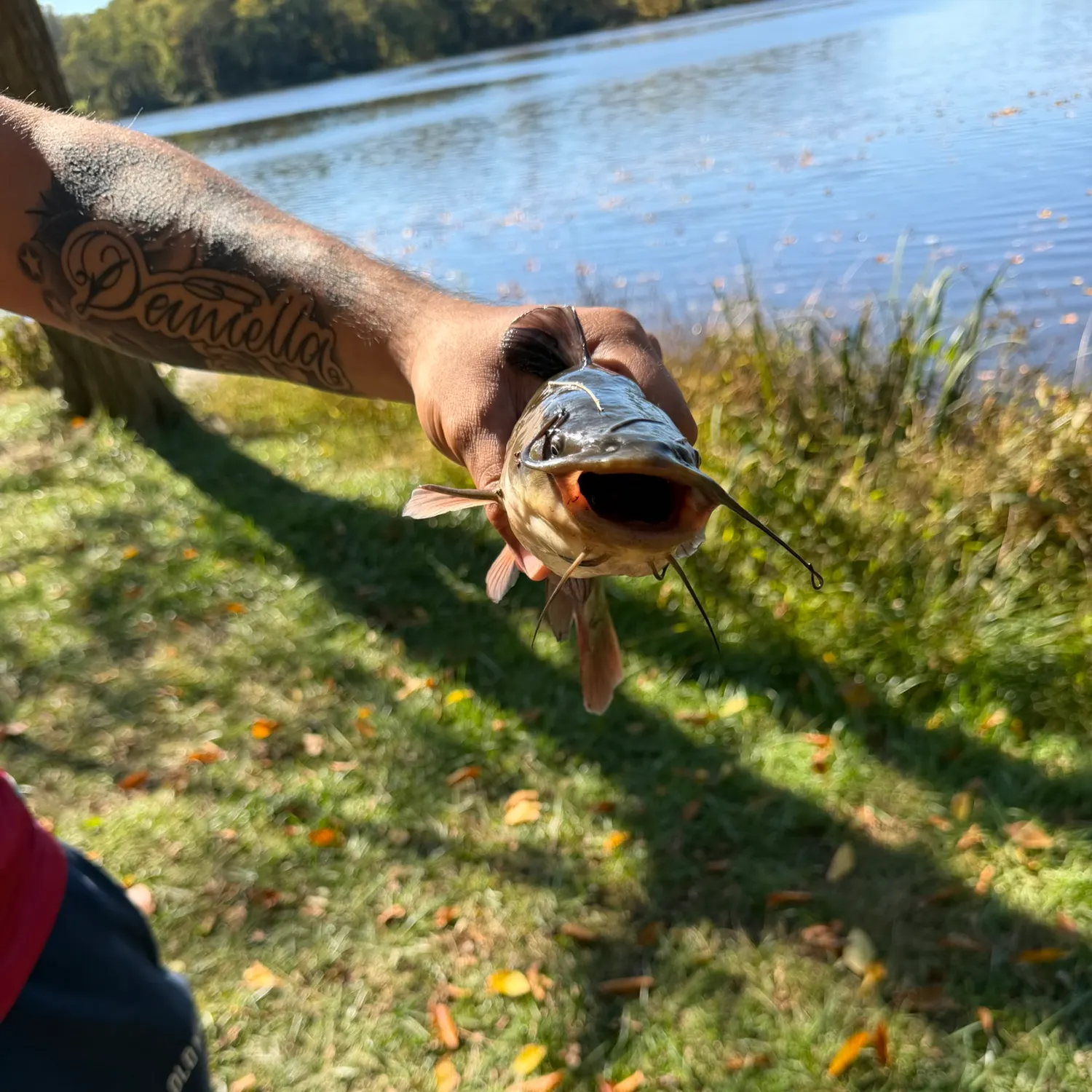 Black bullhead caught on Fishbrain