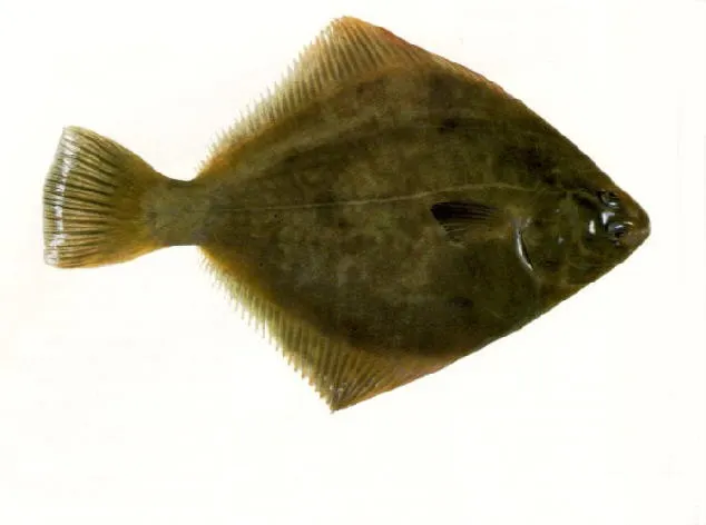 New Zealand flounder