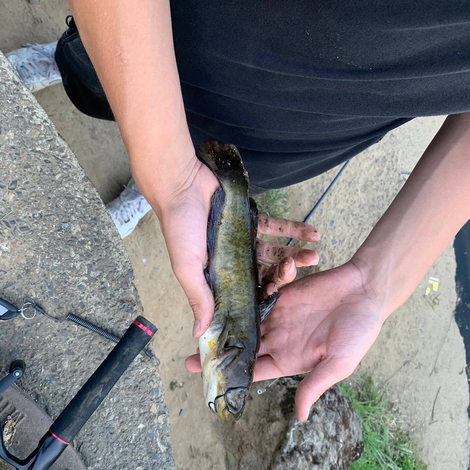 Black bullhead caught on Fishbrain