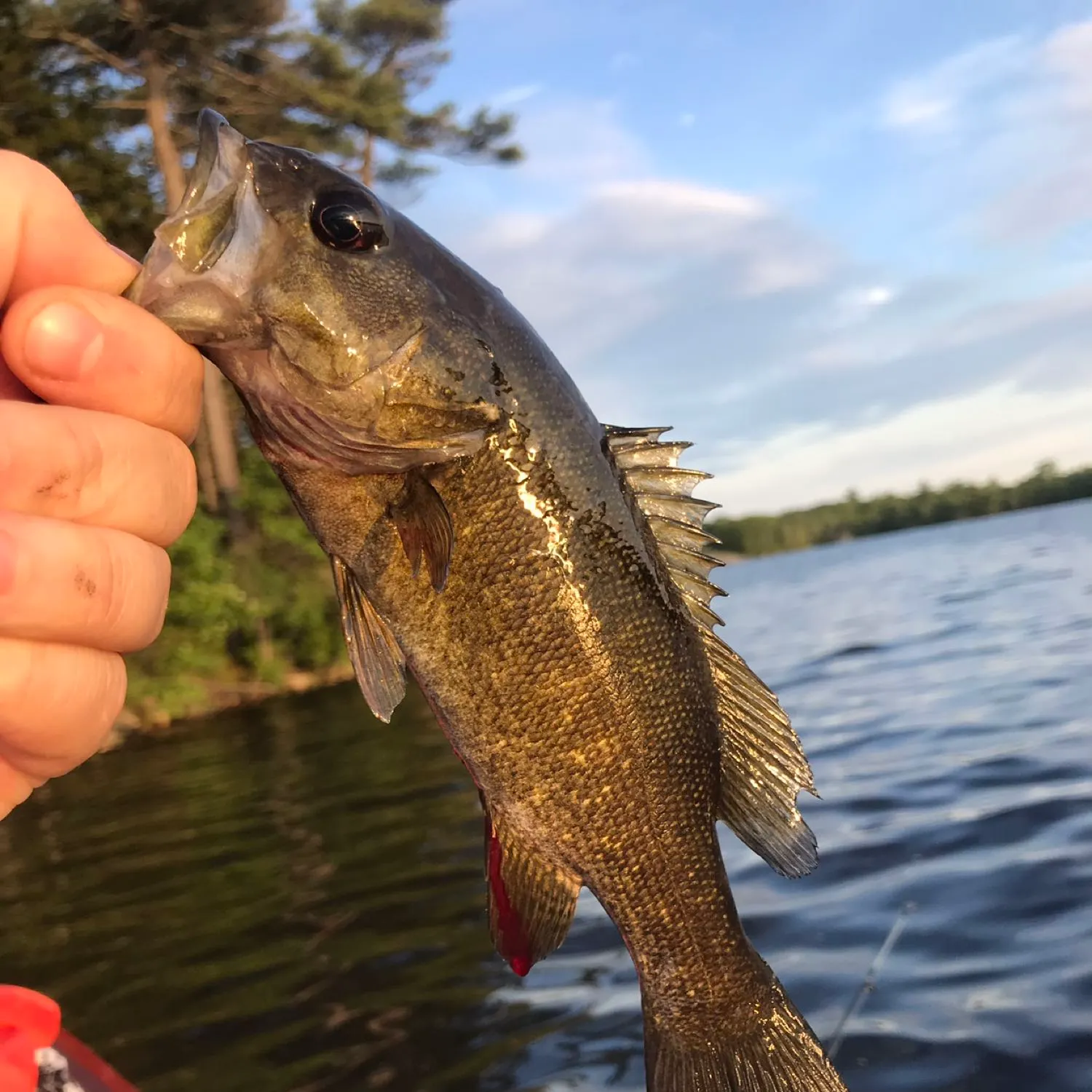 Smallmouth bass caught on Fishbrain
