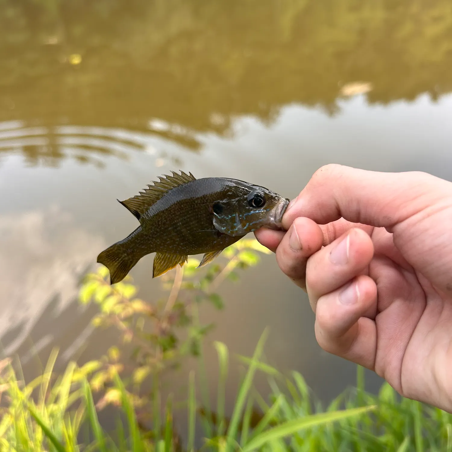Green sunfish caught on Fishbrain