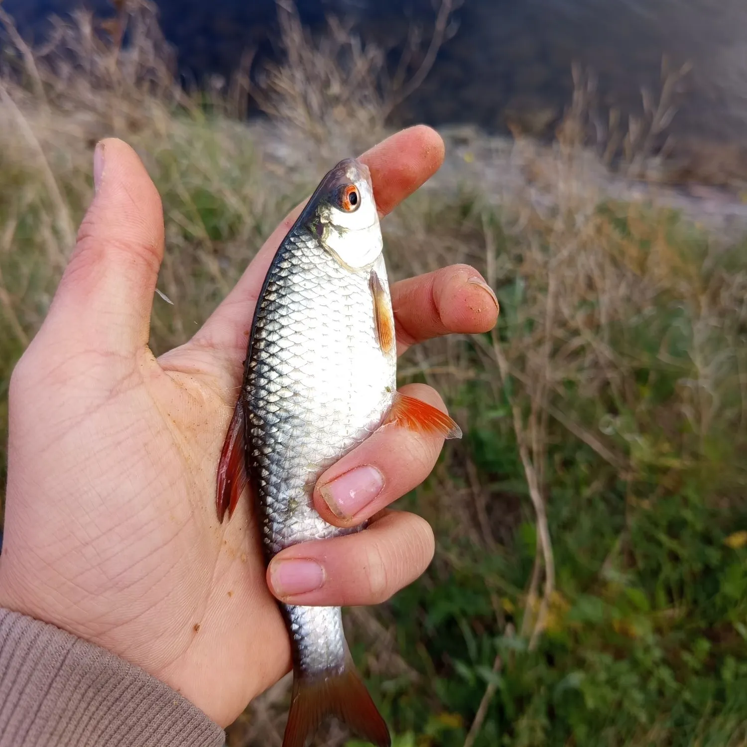 Common roach caught on Fishbrain