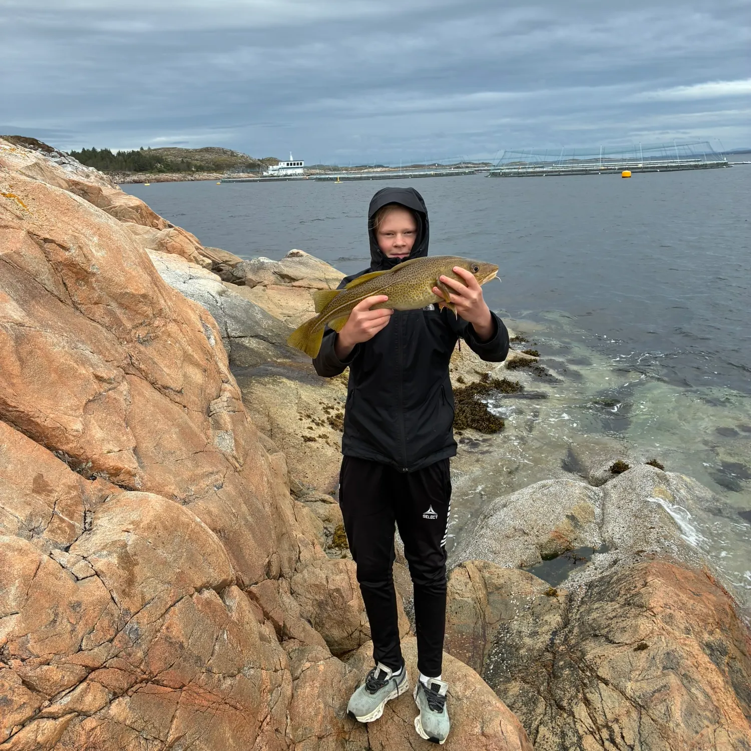 Atlantic cod caught on Fishbrain