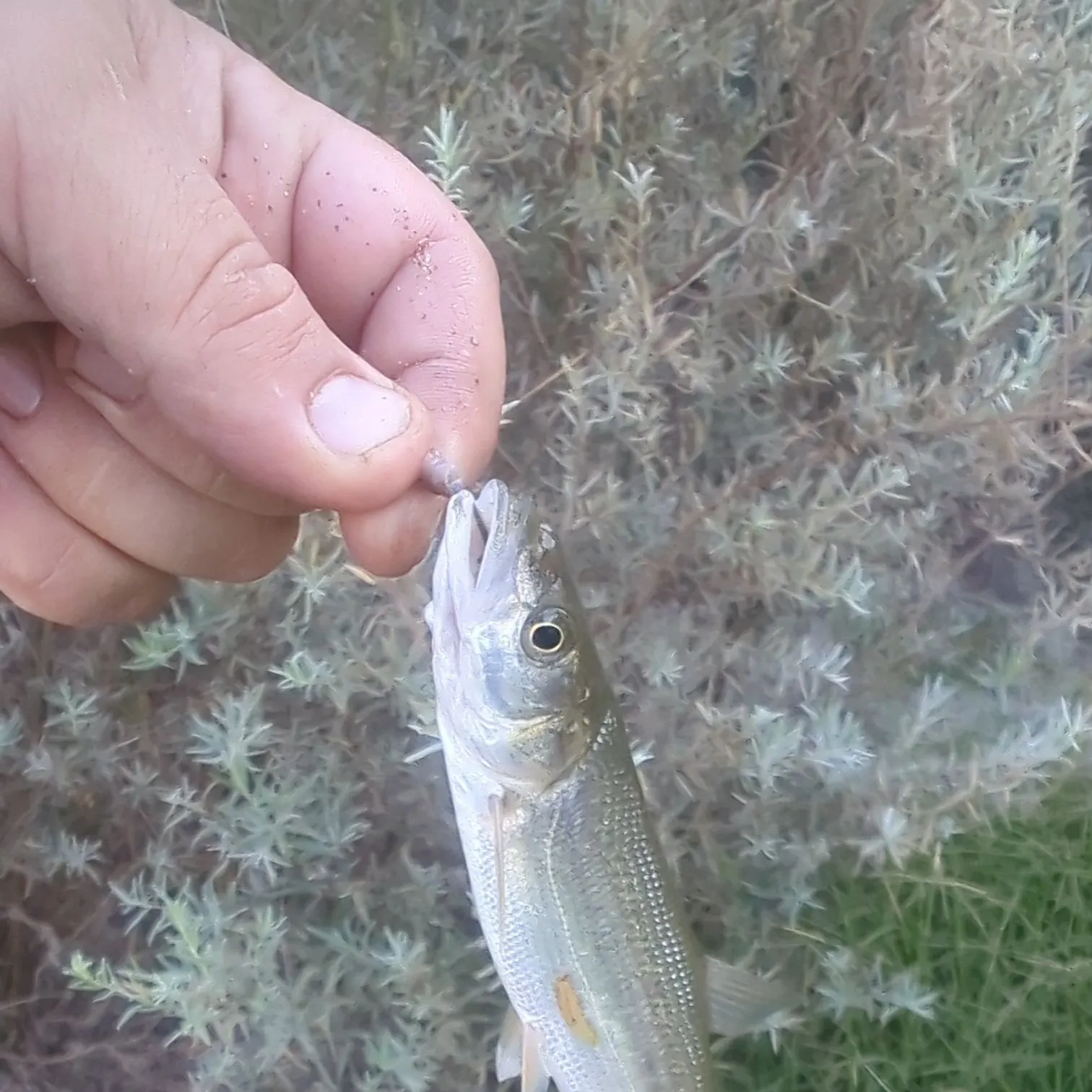 Sacramento pikeminnow caught on Fishbrain