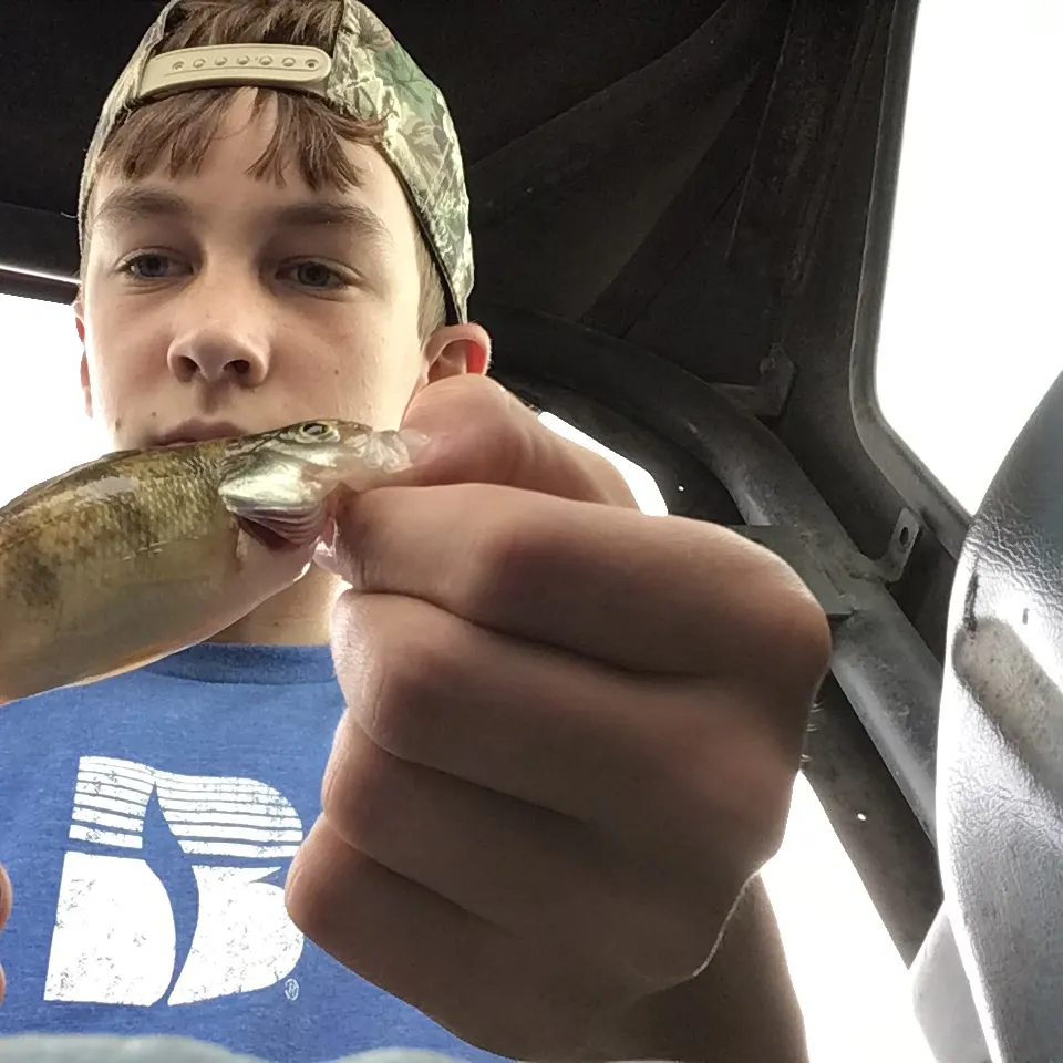 Yellow perch caught on Fishbrain