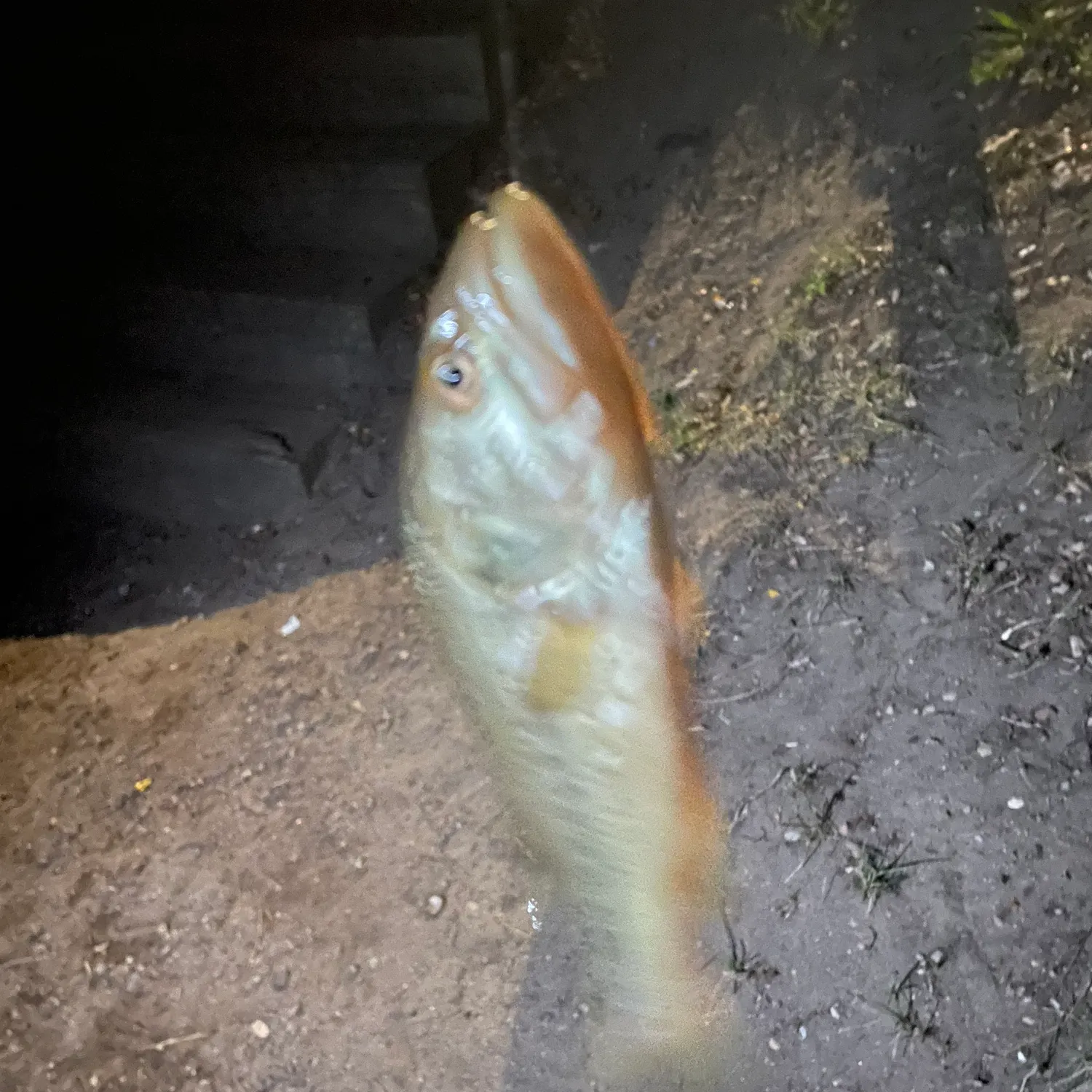 White bass caught on Fishbrain