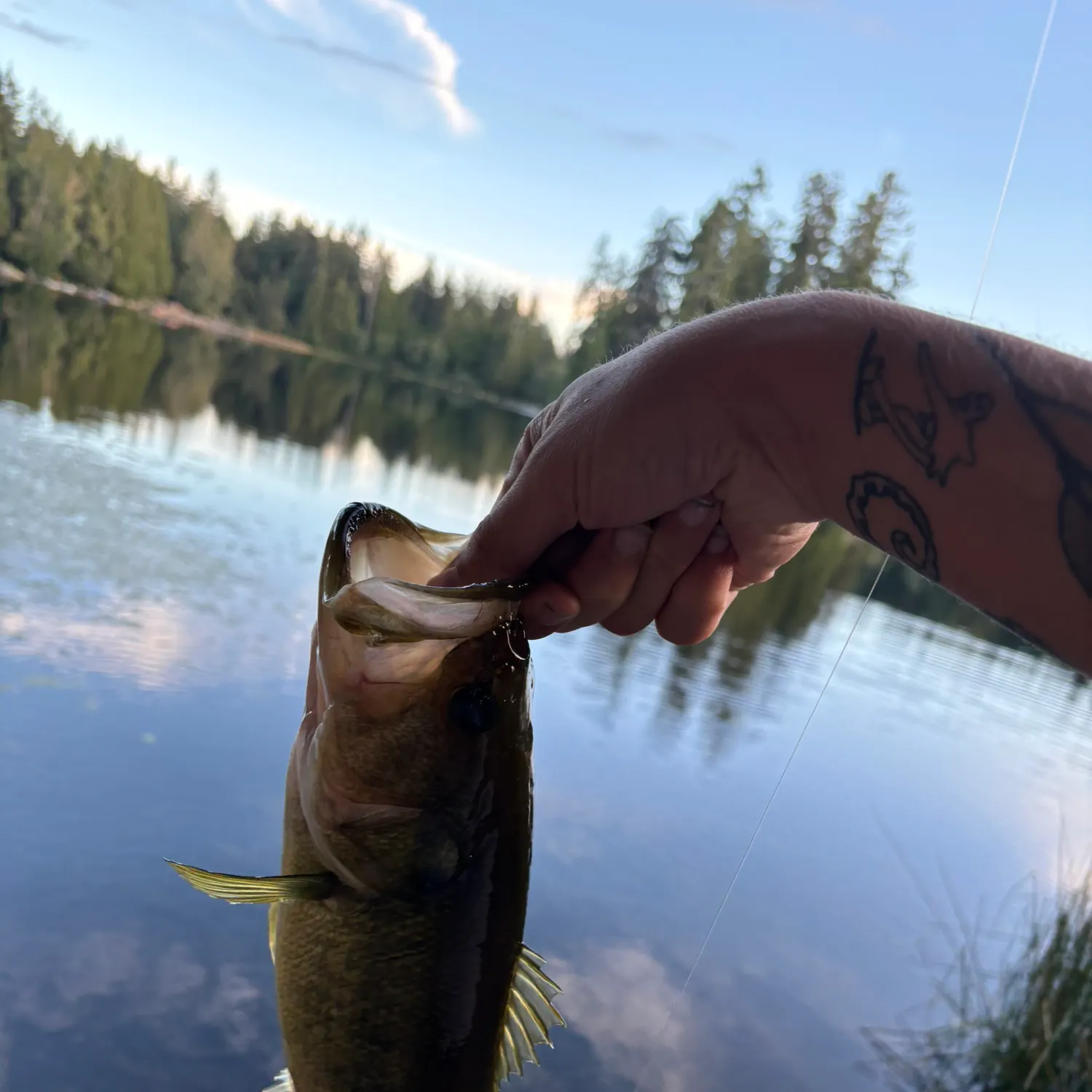 Largemouth bass caught on Fishbrain